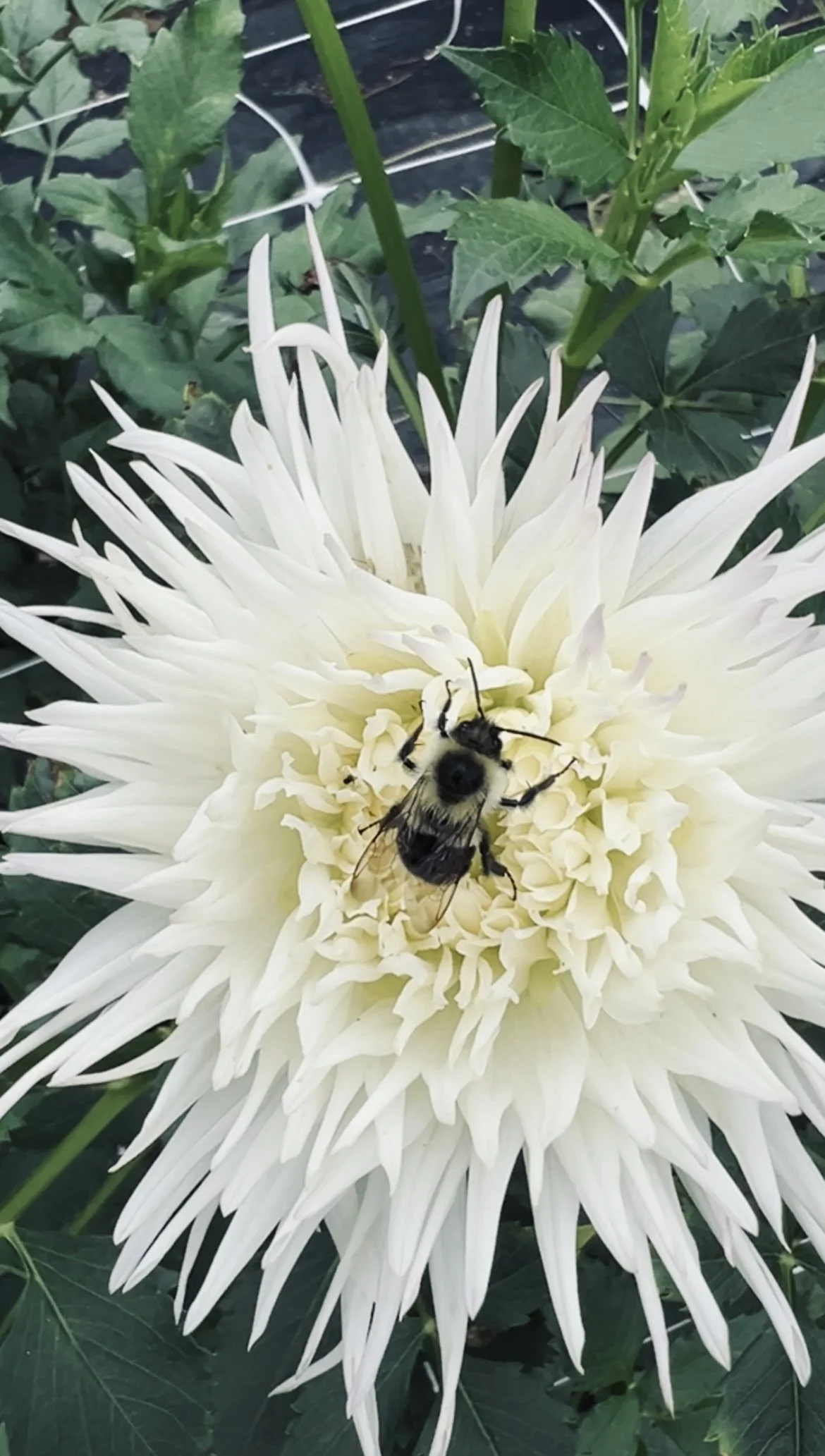 Dahlia Logo Cropped.jpg