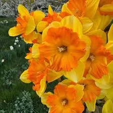Daffodil - Congress