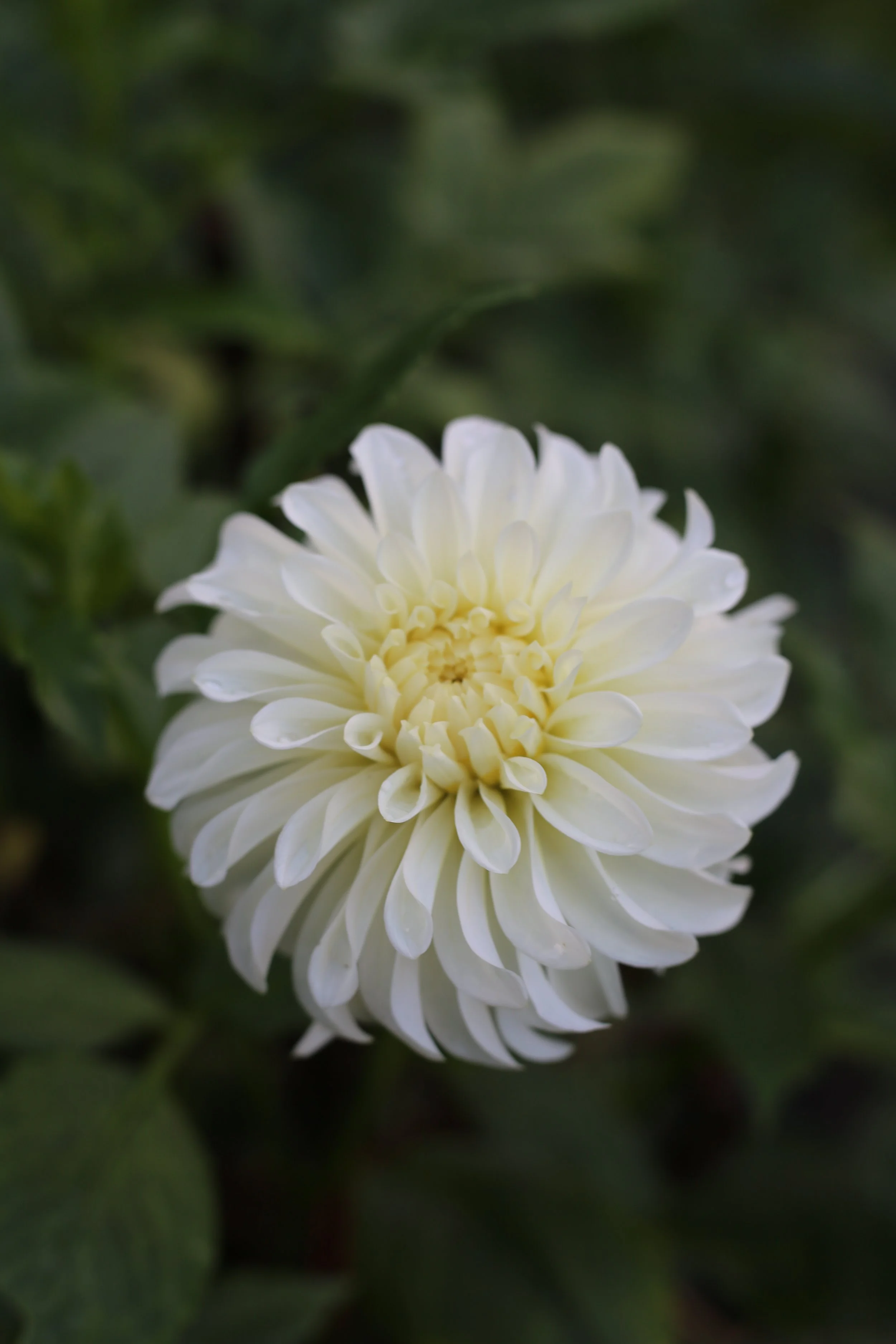 Korb River Bend Jean