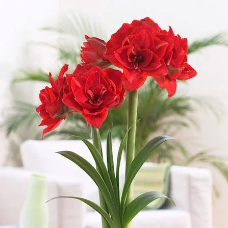 Amaryllis "Cherry Nymph"  - BULB ONLY