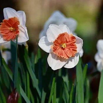 Daffodil - Riot
