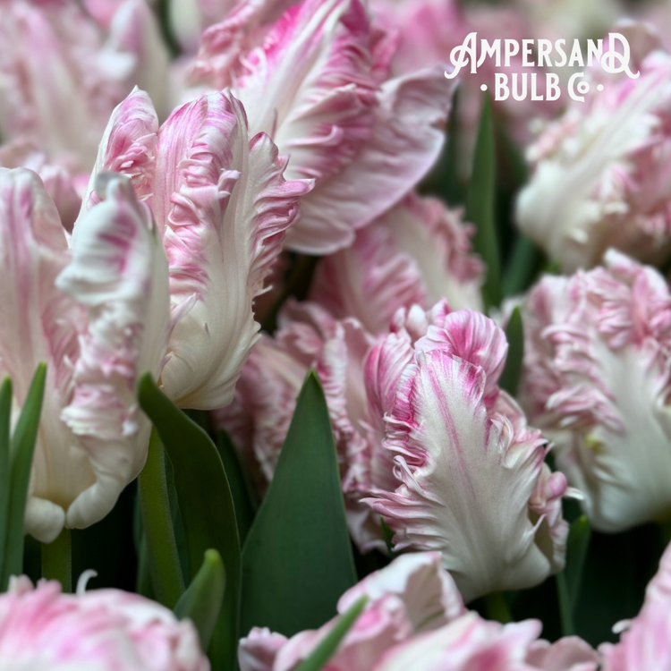 Cabanna Parrot Tulip - 9C