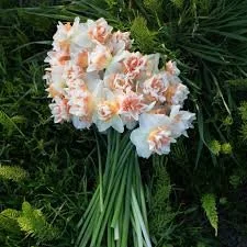 Daffodil Extravaganza