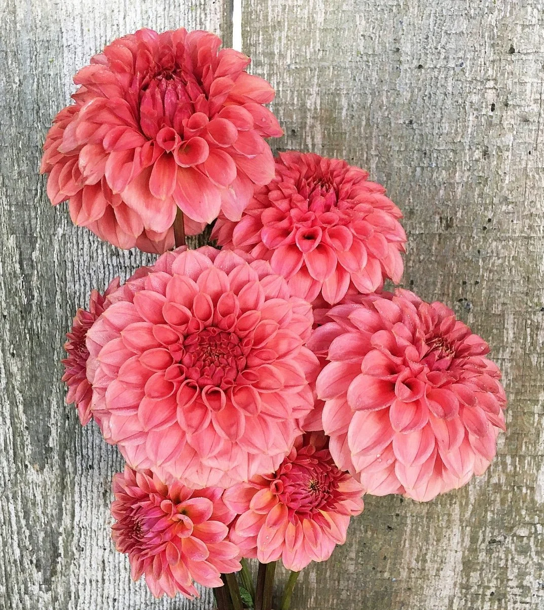 KA's® Keltie Rose