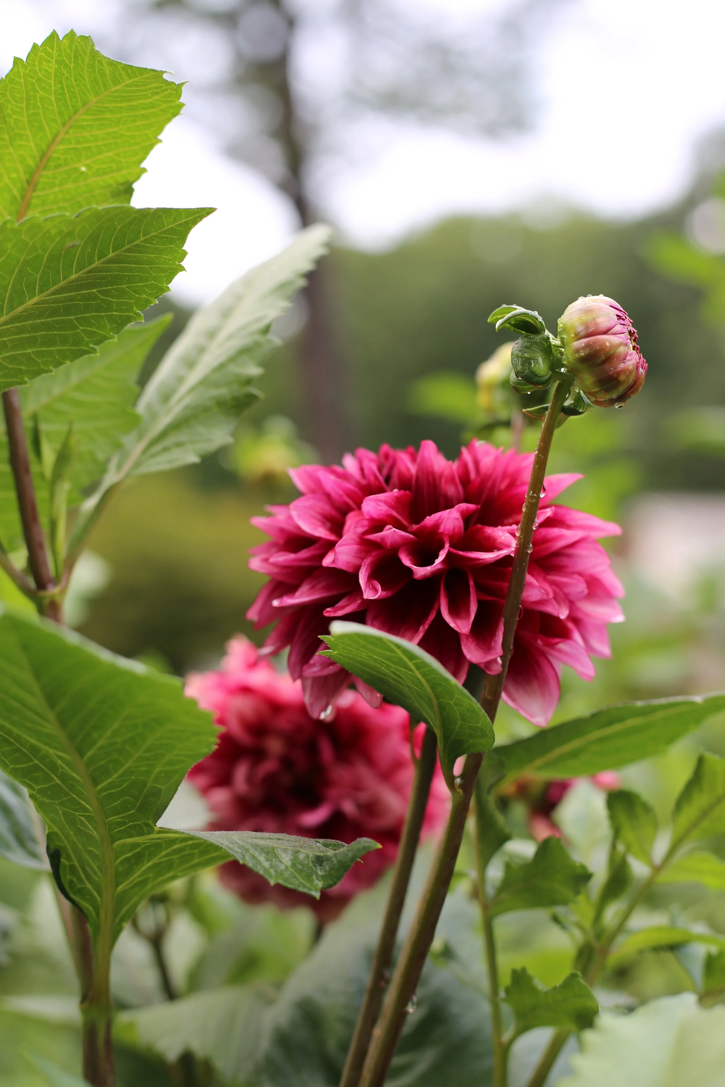 Bloomquist York  - 90% Positive