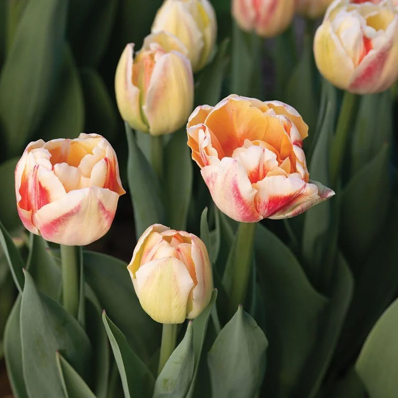 Bed of Roses Tulip - 9c