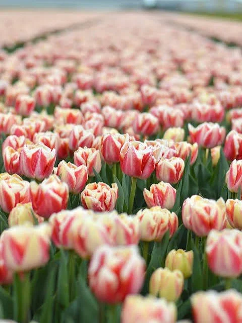 Bed of Roses 3.jpg