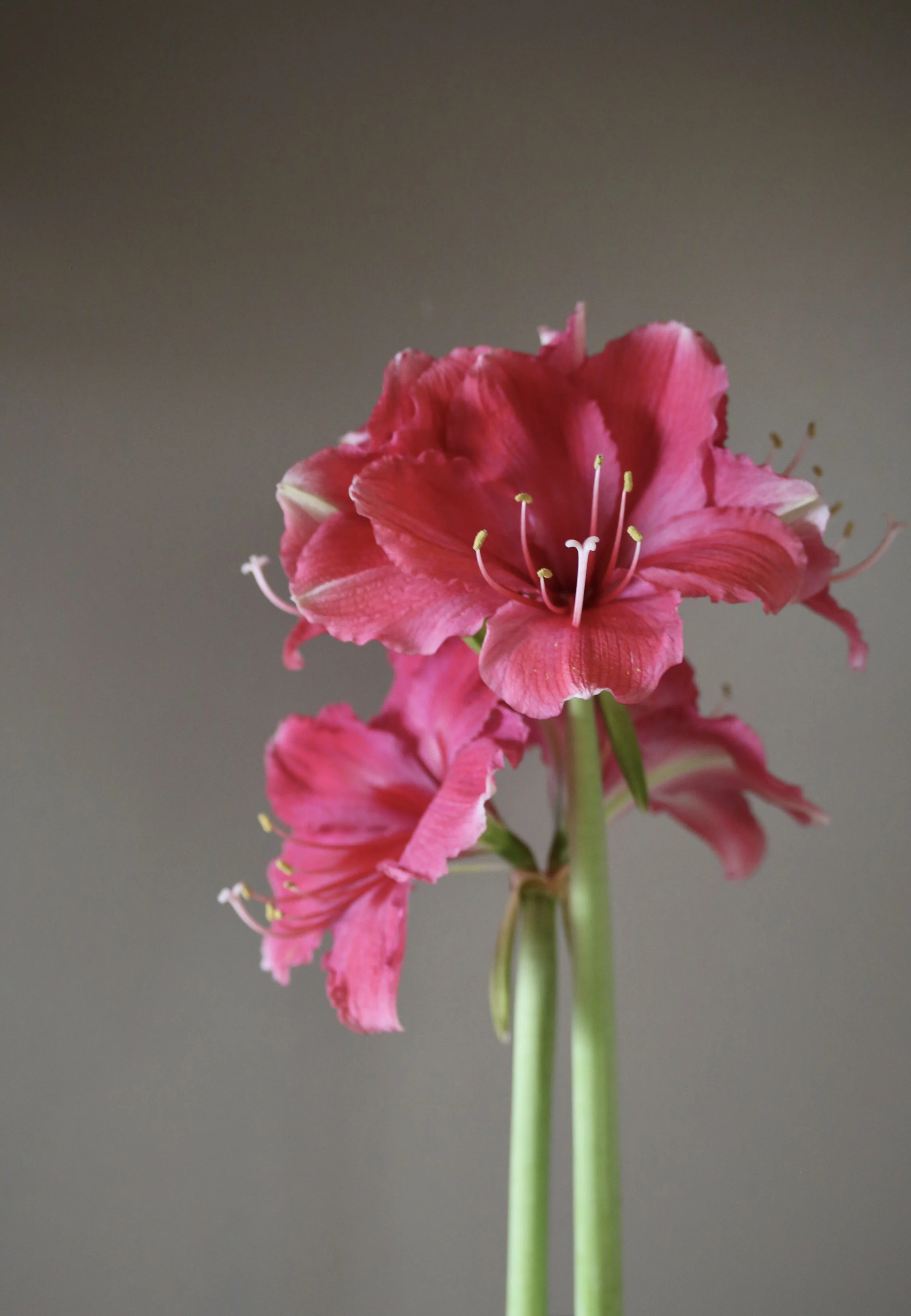 Amaryllis Dutch "Double Dream" - BULB ONLY