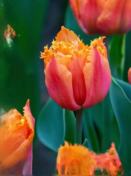Orange Passion Tulip - 9c