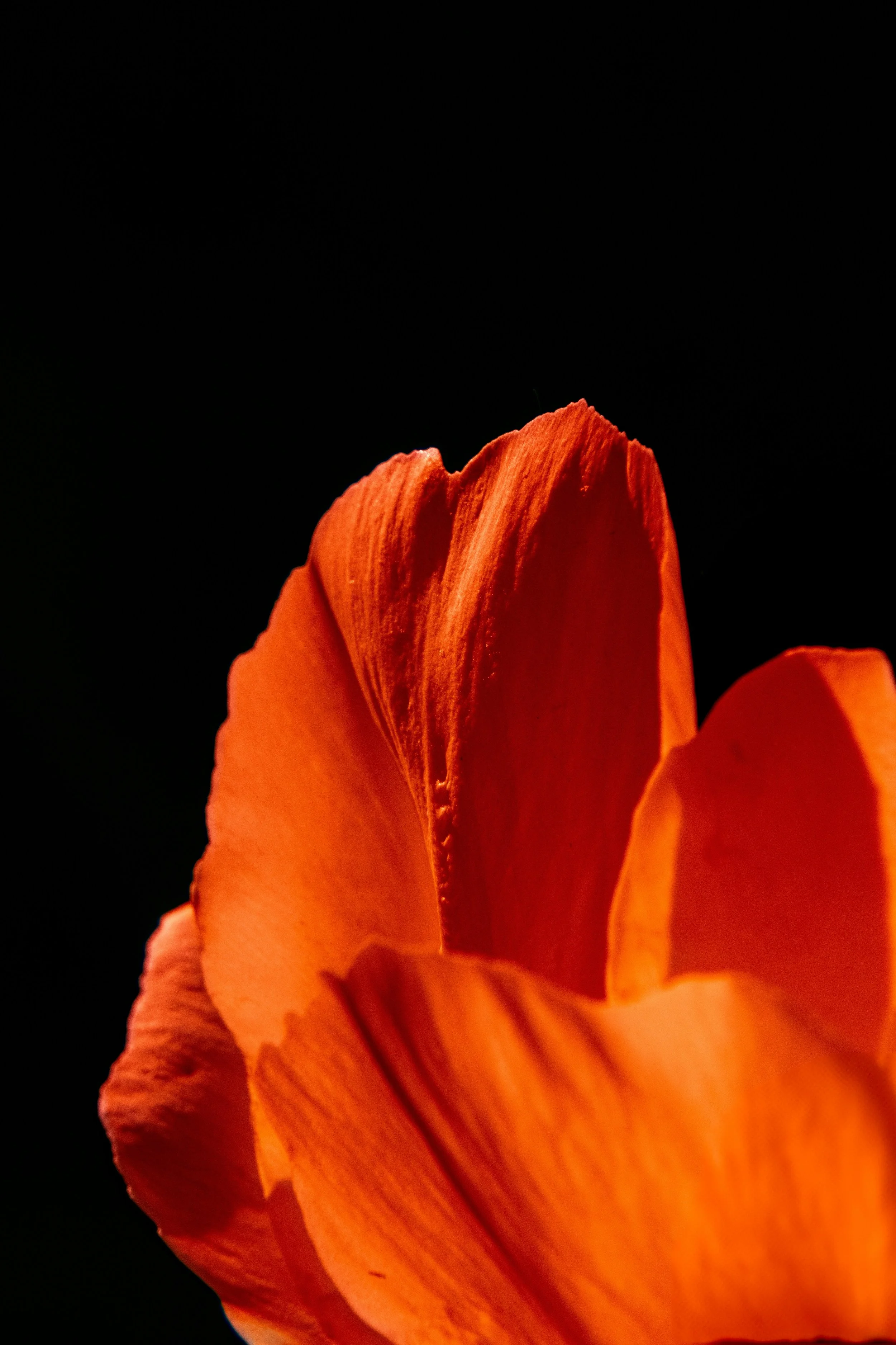 Harmonics Creative Welcome Red Flower Petals on a black background
