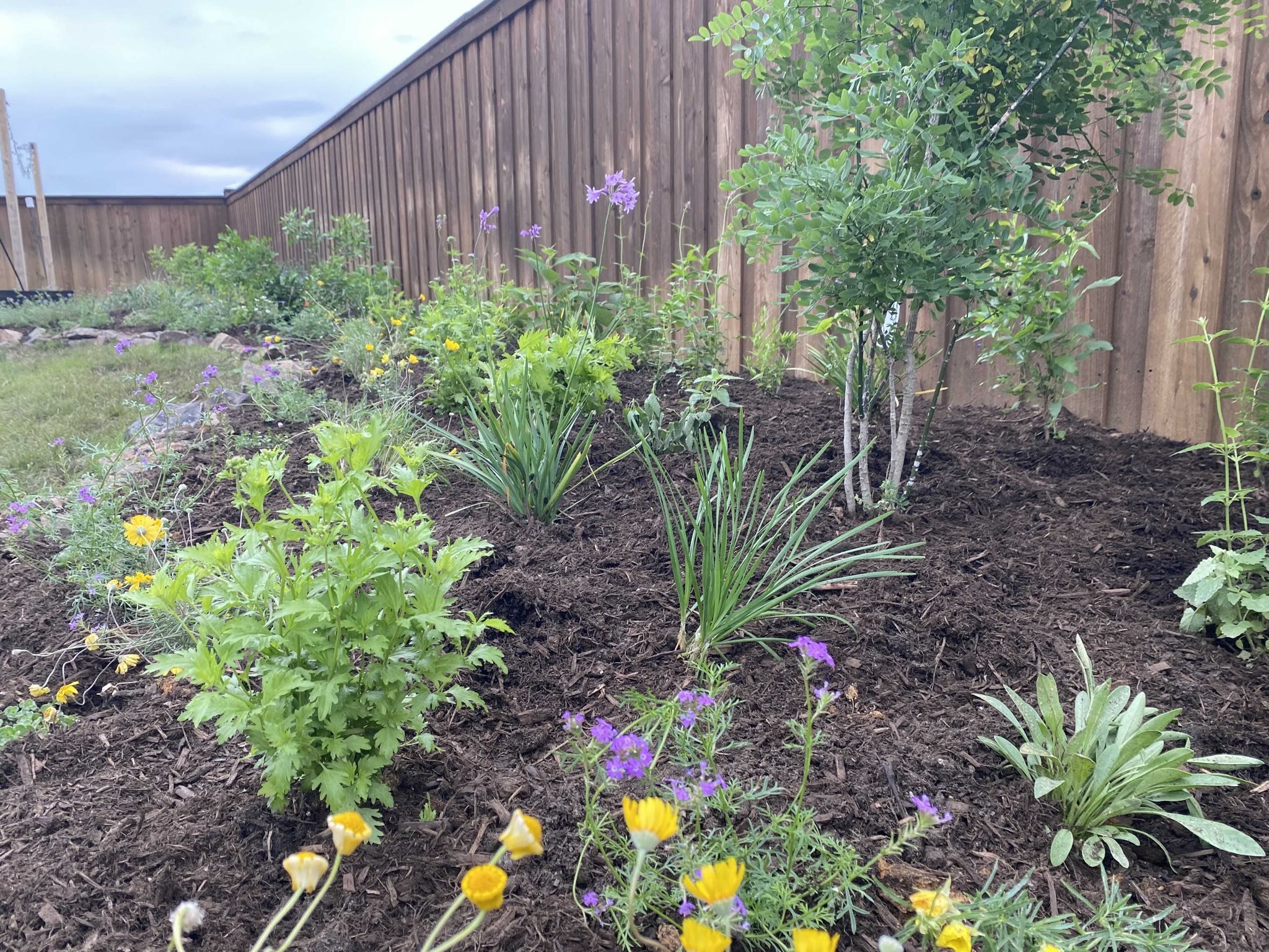 Home Wildscaping Basics