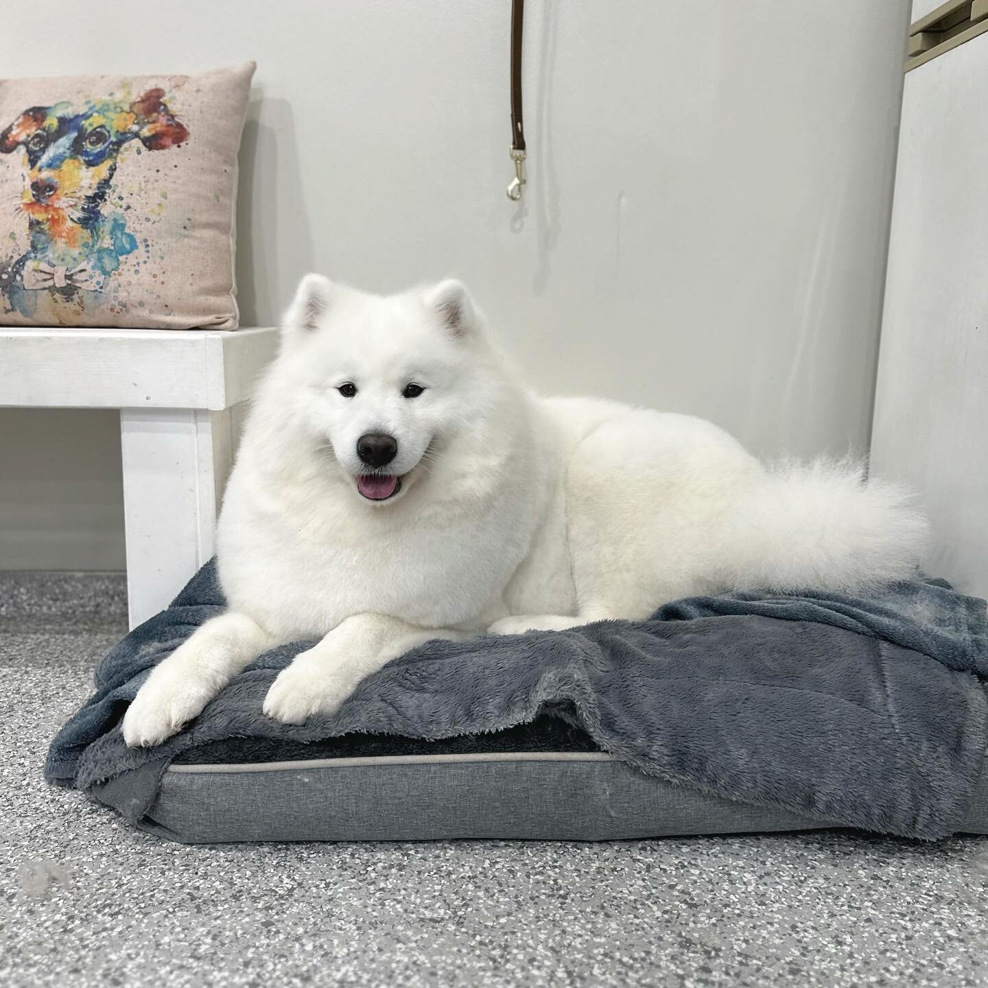 Melo Puff, the happiest marshmallow there is ☁️✨

#dogsofinstagram #dogoftheday #petstylist #samoyed