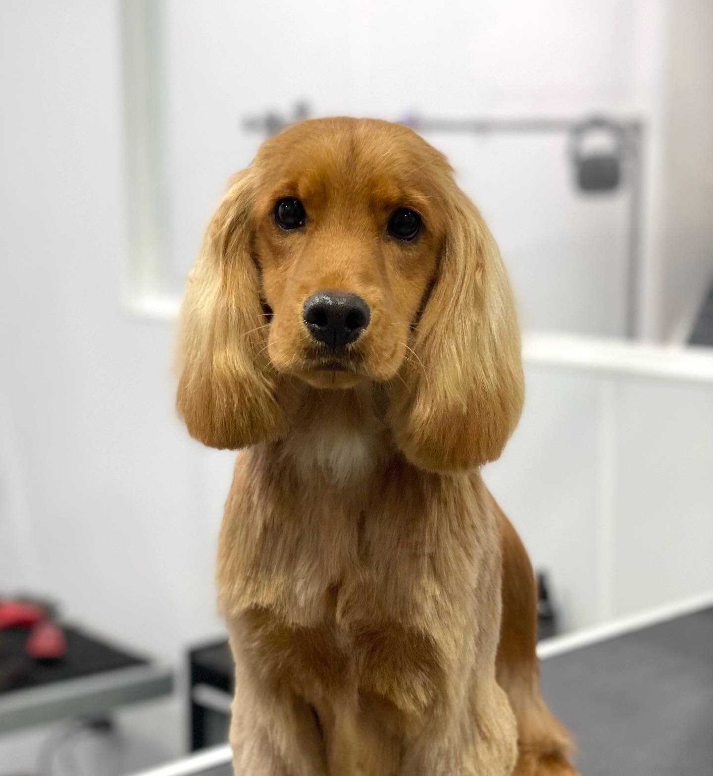 Benji, before and after ✨

#dogsofinstagram #dogoftheday #petstylist #beforeandafter #cockerspaniel