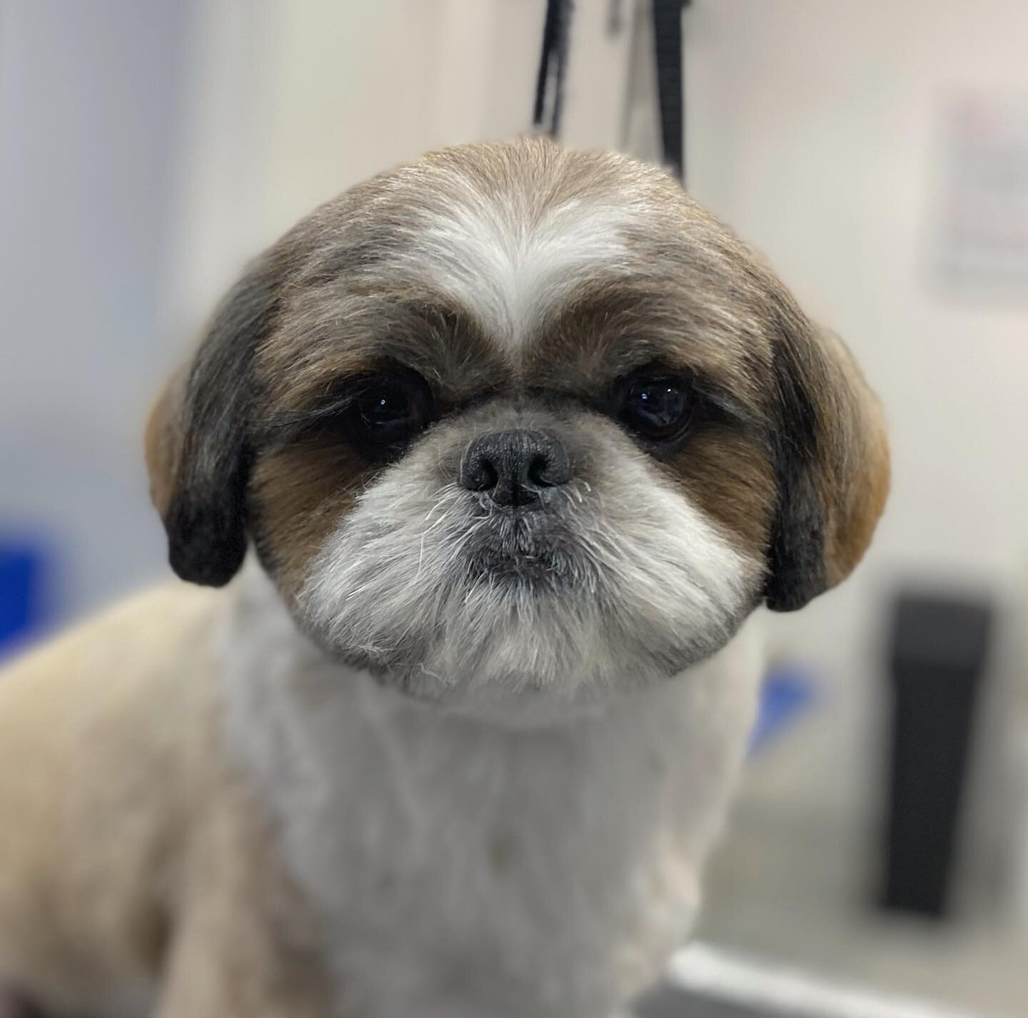 Who doesn&rsquo;t love a fresh Shih Tzu face?! What a cutie!! 🤗

#dogsofinstagram #dogoftheday #petstylist #auckland #shihtzu #beforeandafter