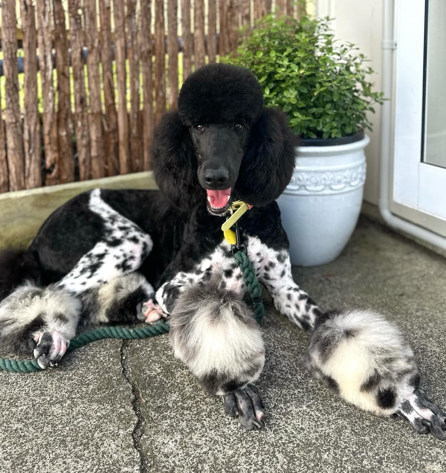 Beautiful Quinn 🖤 I always have so much fun grooming her! 🐩 

#standardpoodle #auckland #doggroomingnz