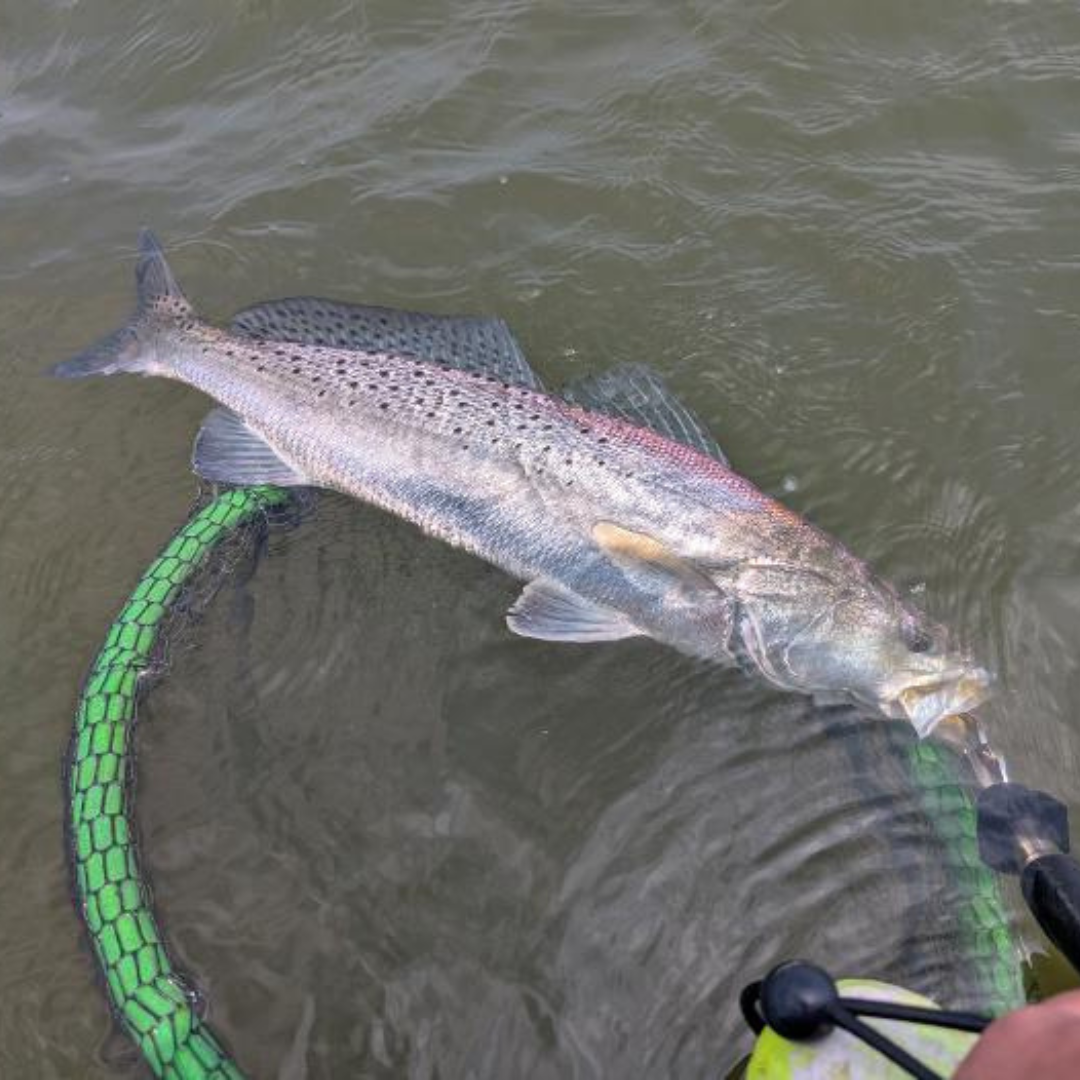 A large speckled trout with a silvery body, pinkish back, and distinctive black spots rests partially submerged in shallow water over a green-rimmed fishing net. A fish gripper holds its mouth as gentle ripples spread across the water.