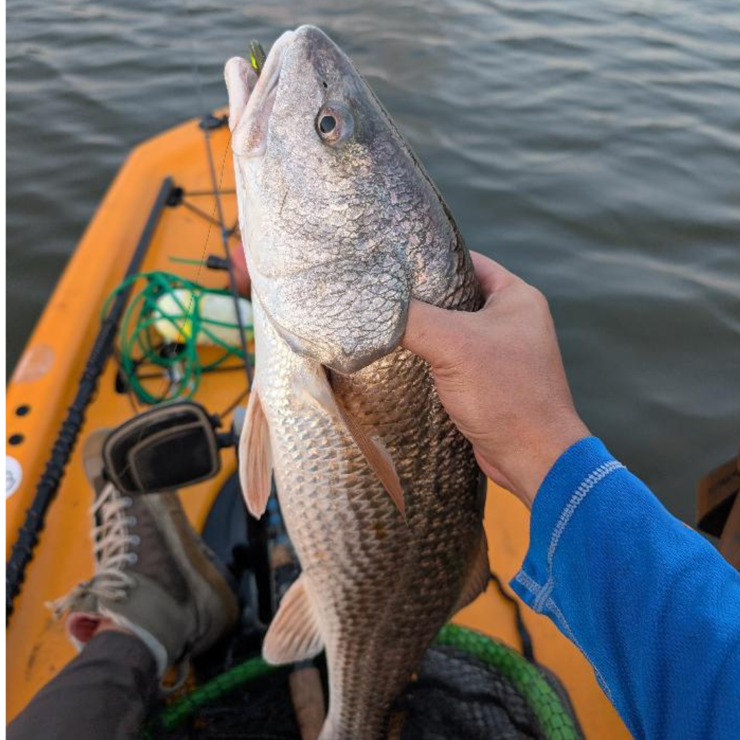 The Yearly Cycle - Fishing Galveston Bay Through the Seasons