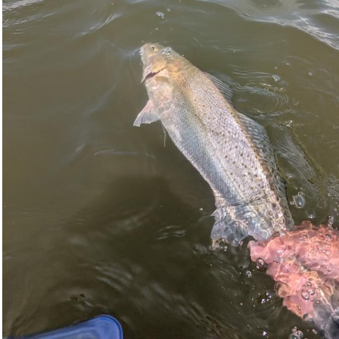 A large speckled trout with a silvery body, golden head, and distinctive black spots swims just beneath the surface of murky green water as an angler gently holds its tail during release. Small bubbles and ripples surround the fish.