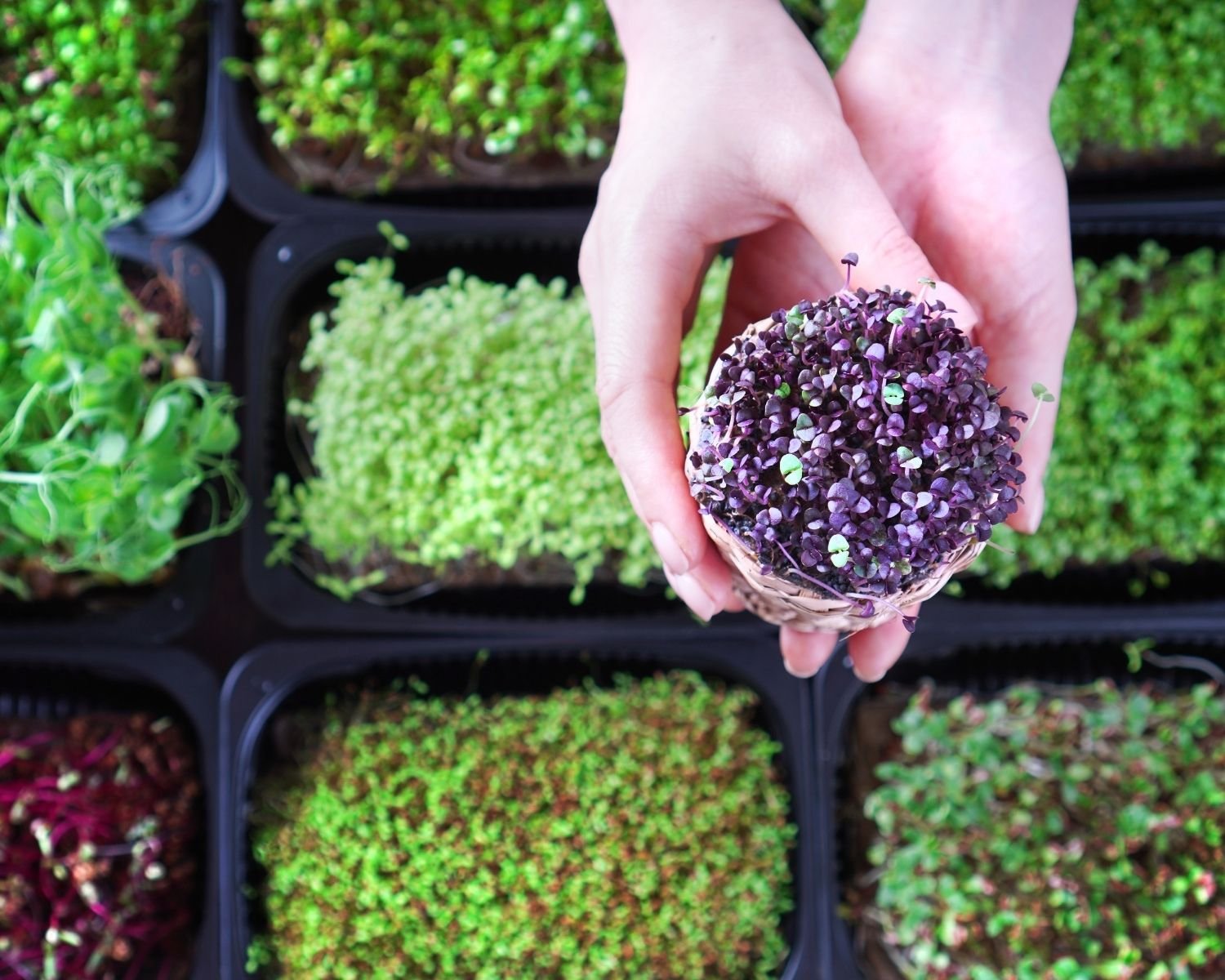 Microgreens Workshop