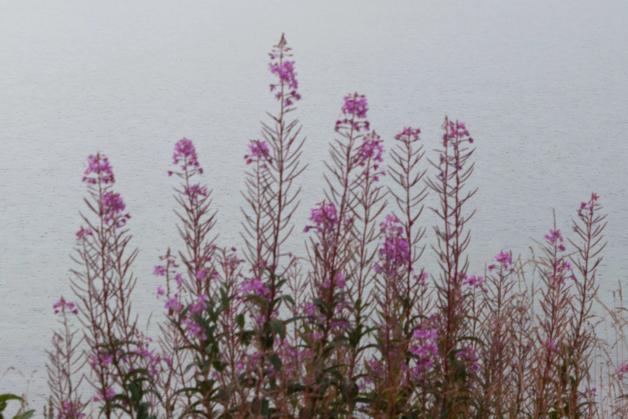 portrait -Pink flowering plants in front of a large body of water under a cloudy sky.