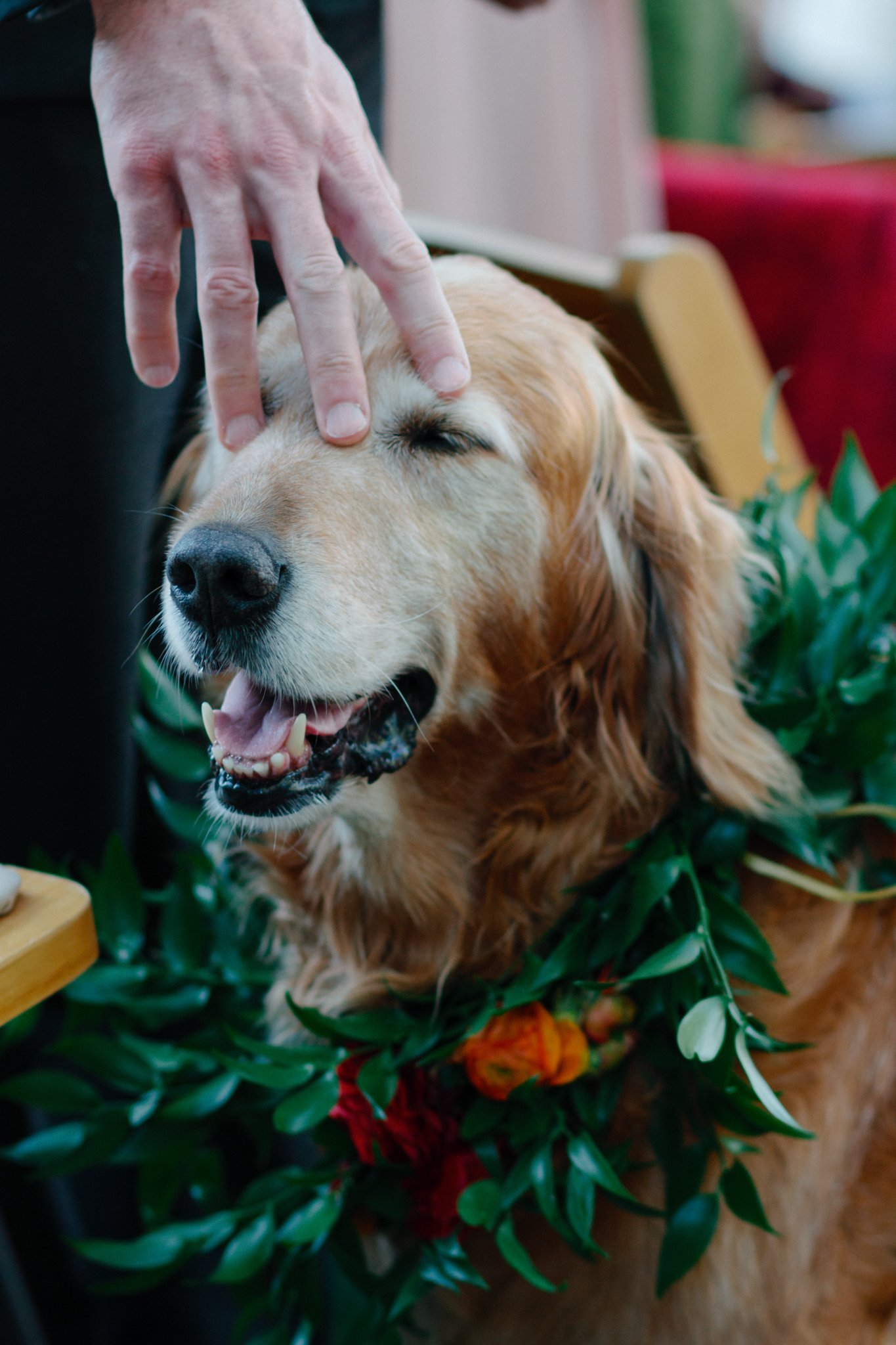 wedding day - the couples dog is getting attention with her beautiful flower decoration