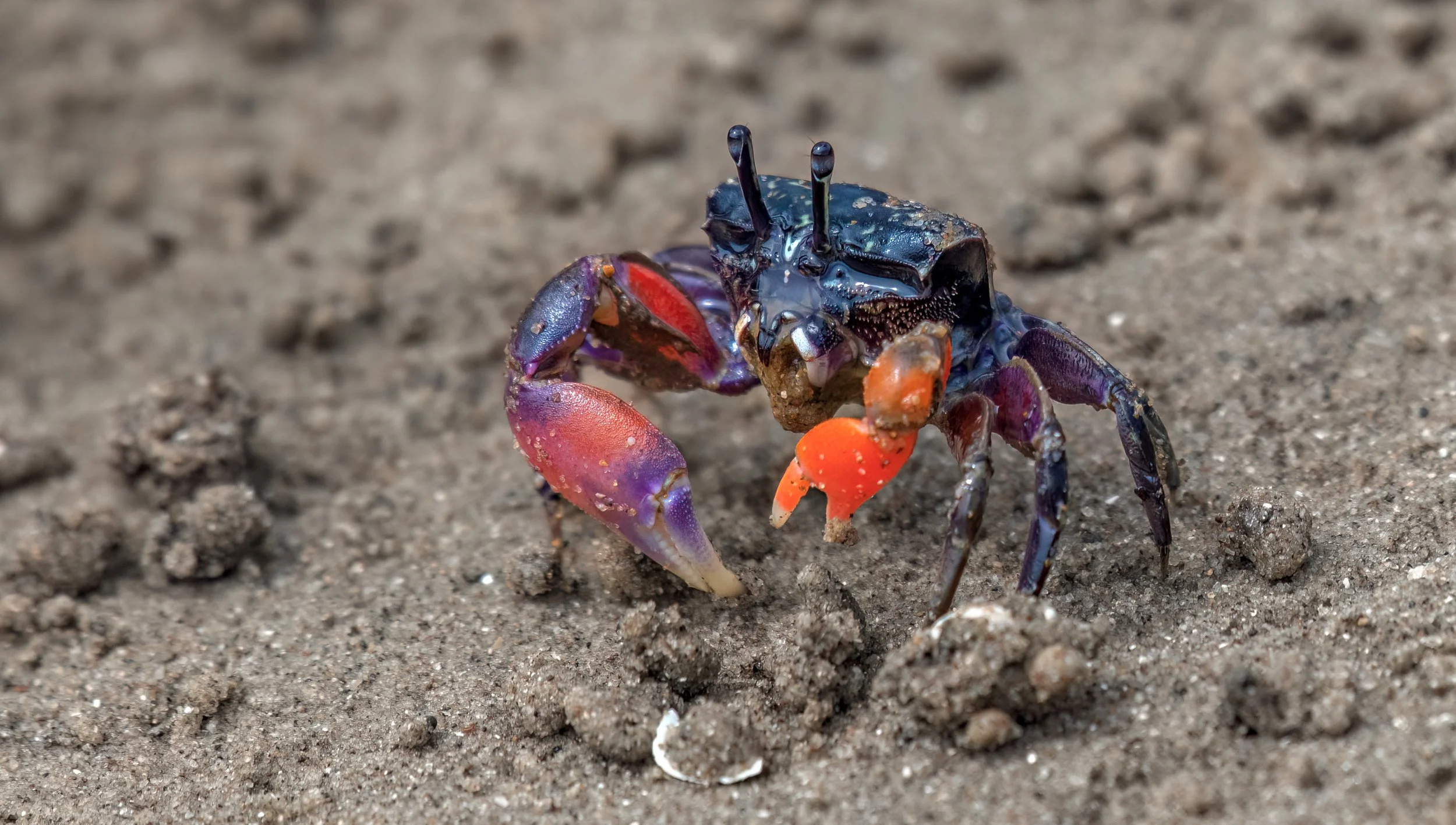 _DSC4669.jpg. jan 2026 nth haven .jpg