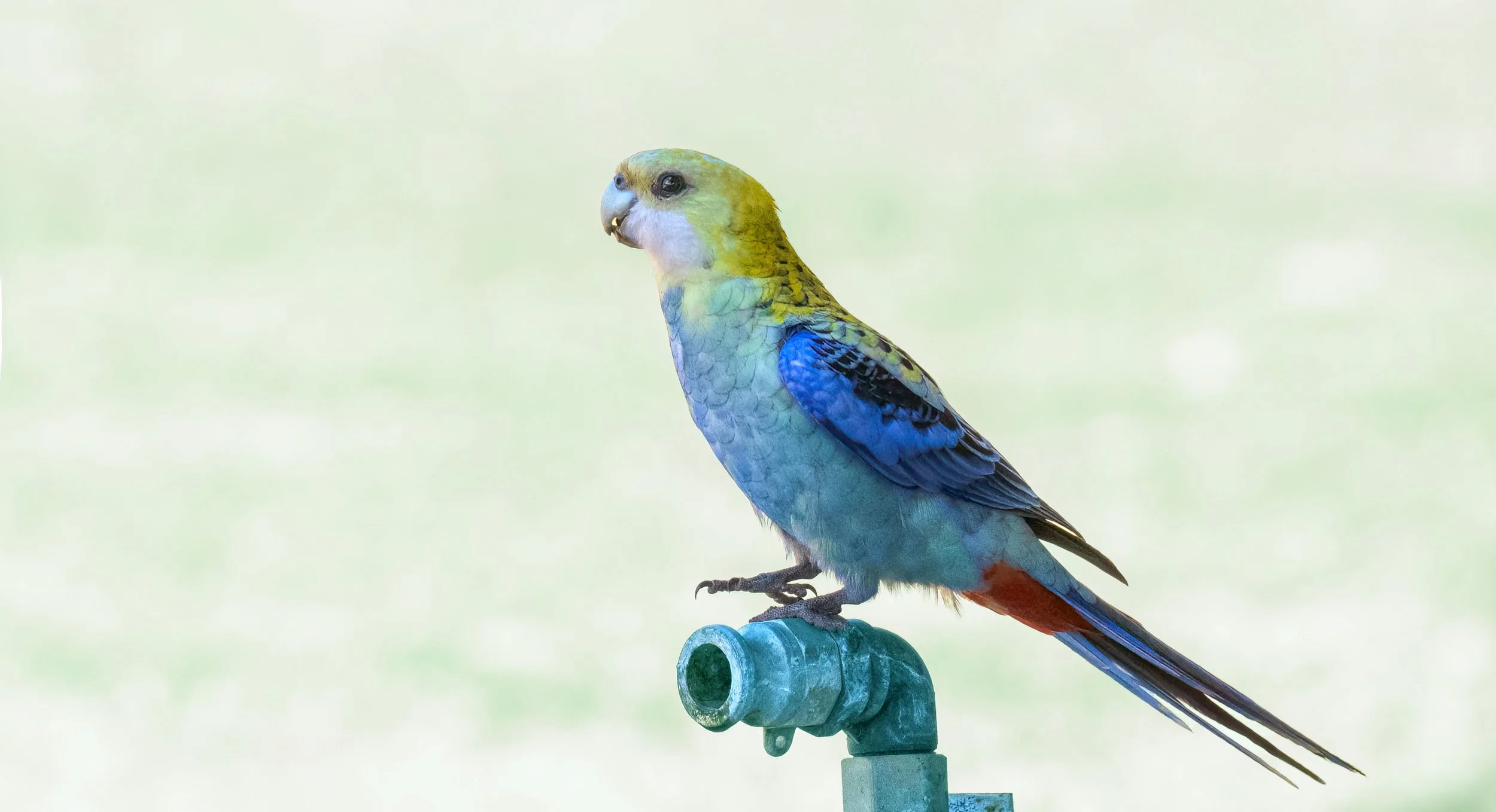 DSC_1989.jpg lara wetlands Pale Headed Rosella lara wetlands Sept %2225.jpg