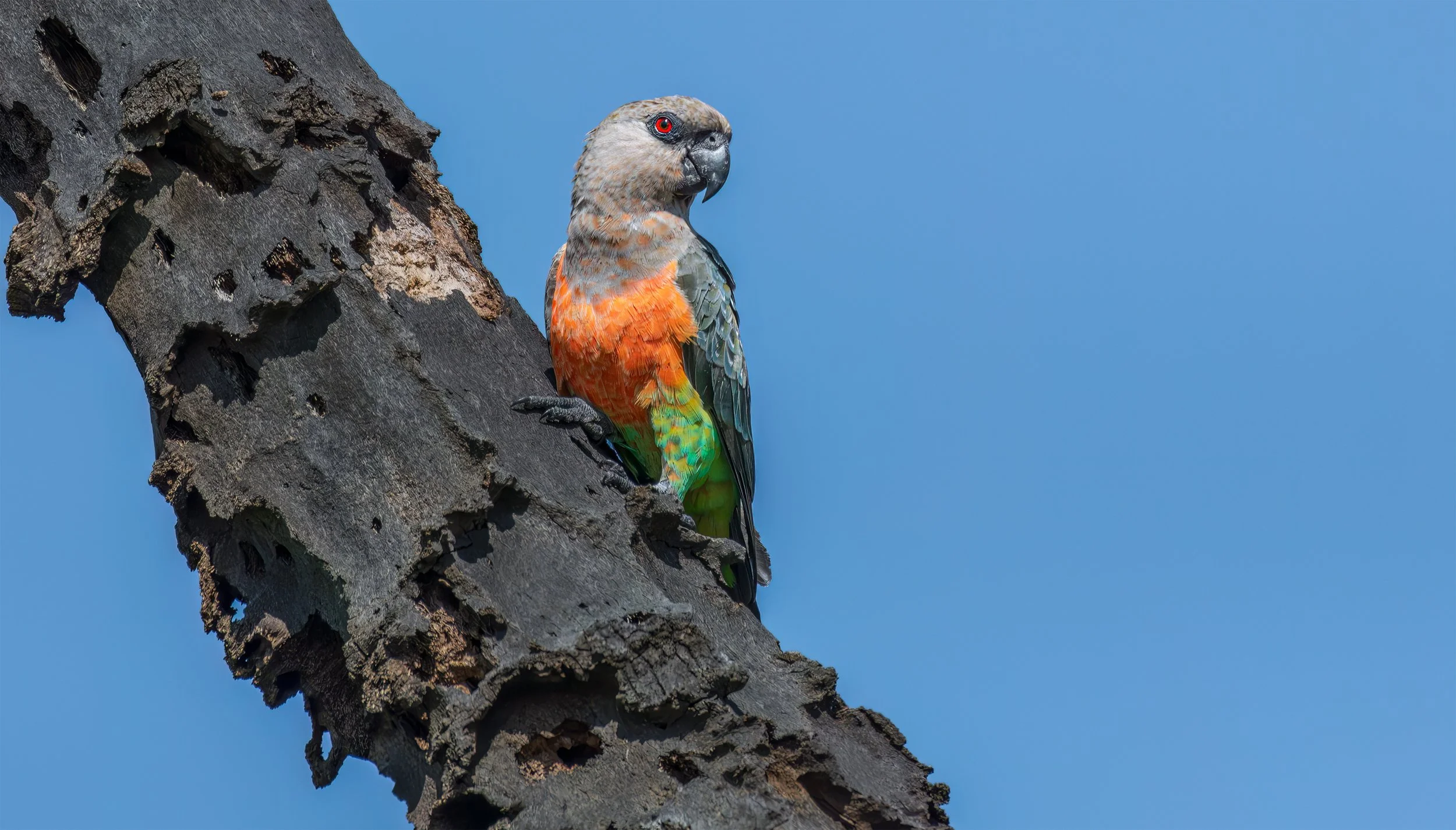Grey Headed Parrot Kenya