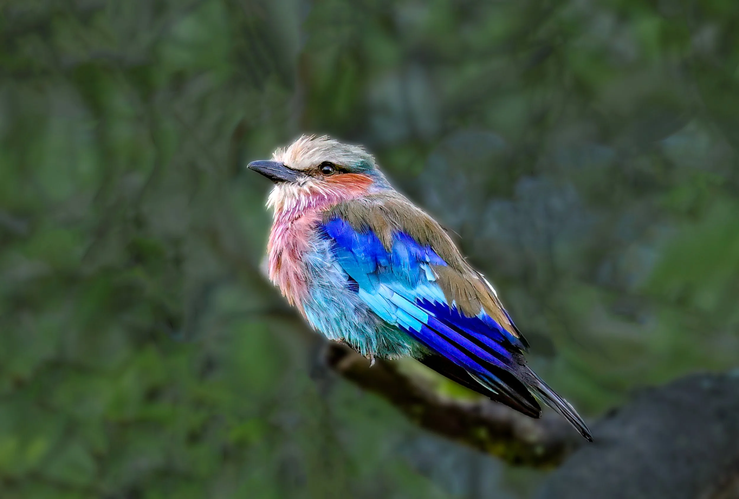 _DSC2247.jpg this edit.jpg