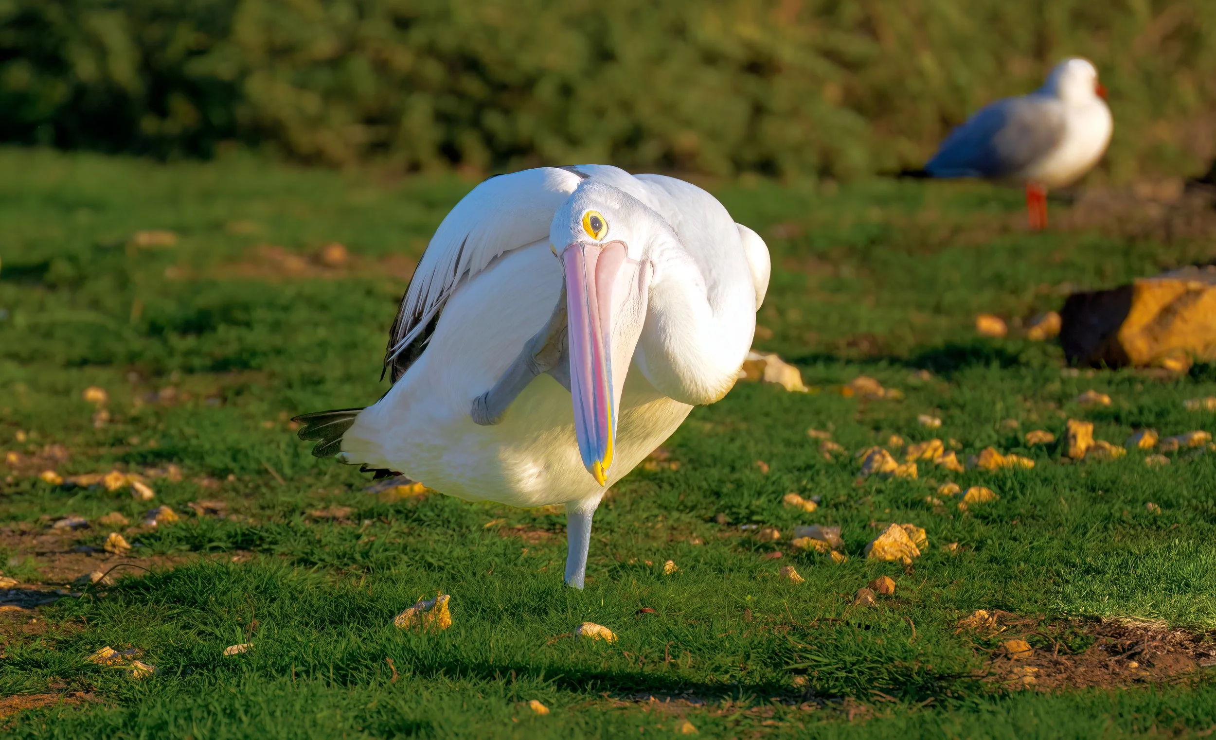 DSC_9344.jpg edit 3 KI Aug 2025 pelican.jpg