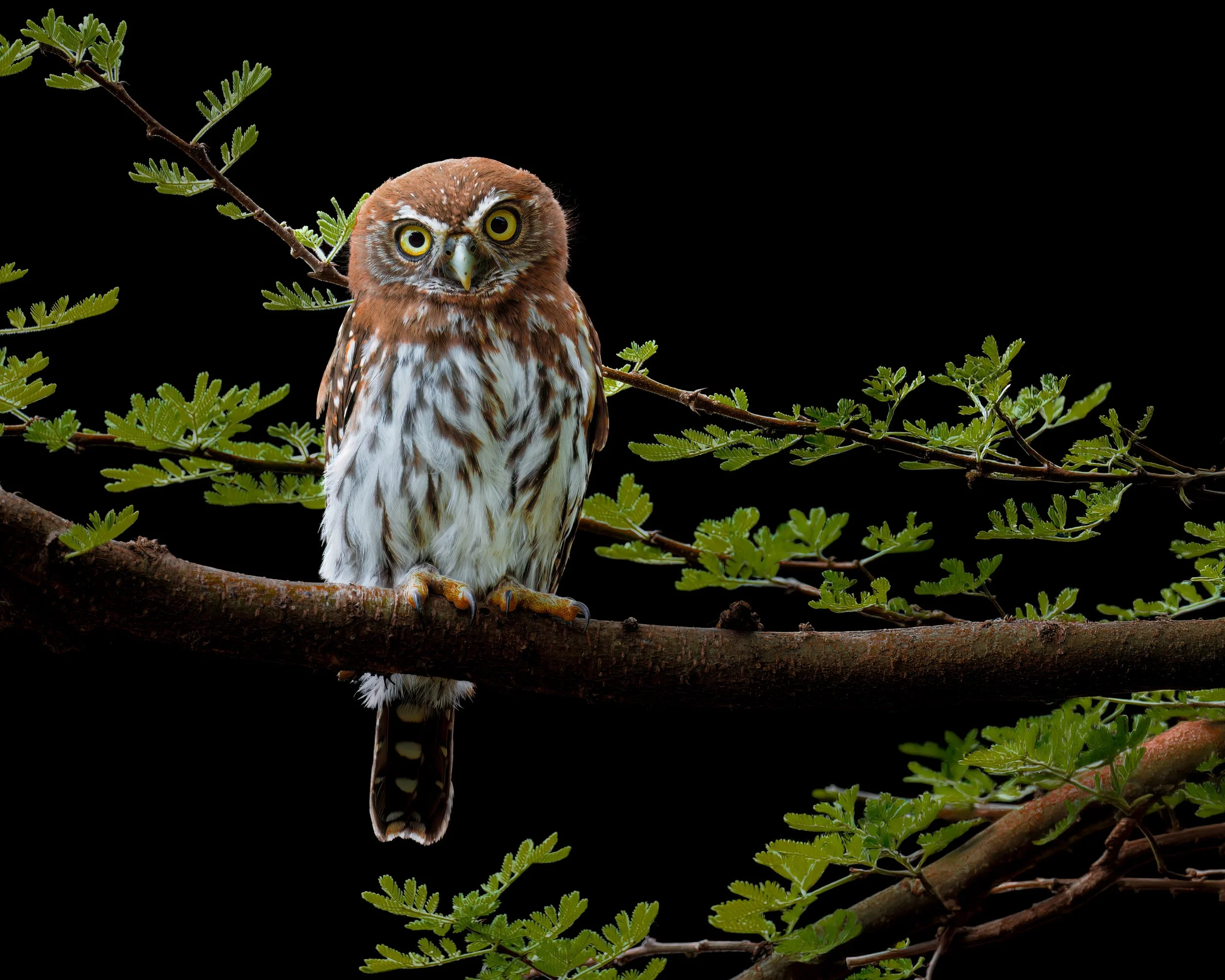 2026 - MARCH  - KENYA  SAFARI.