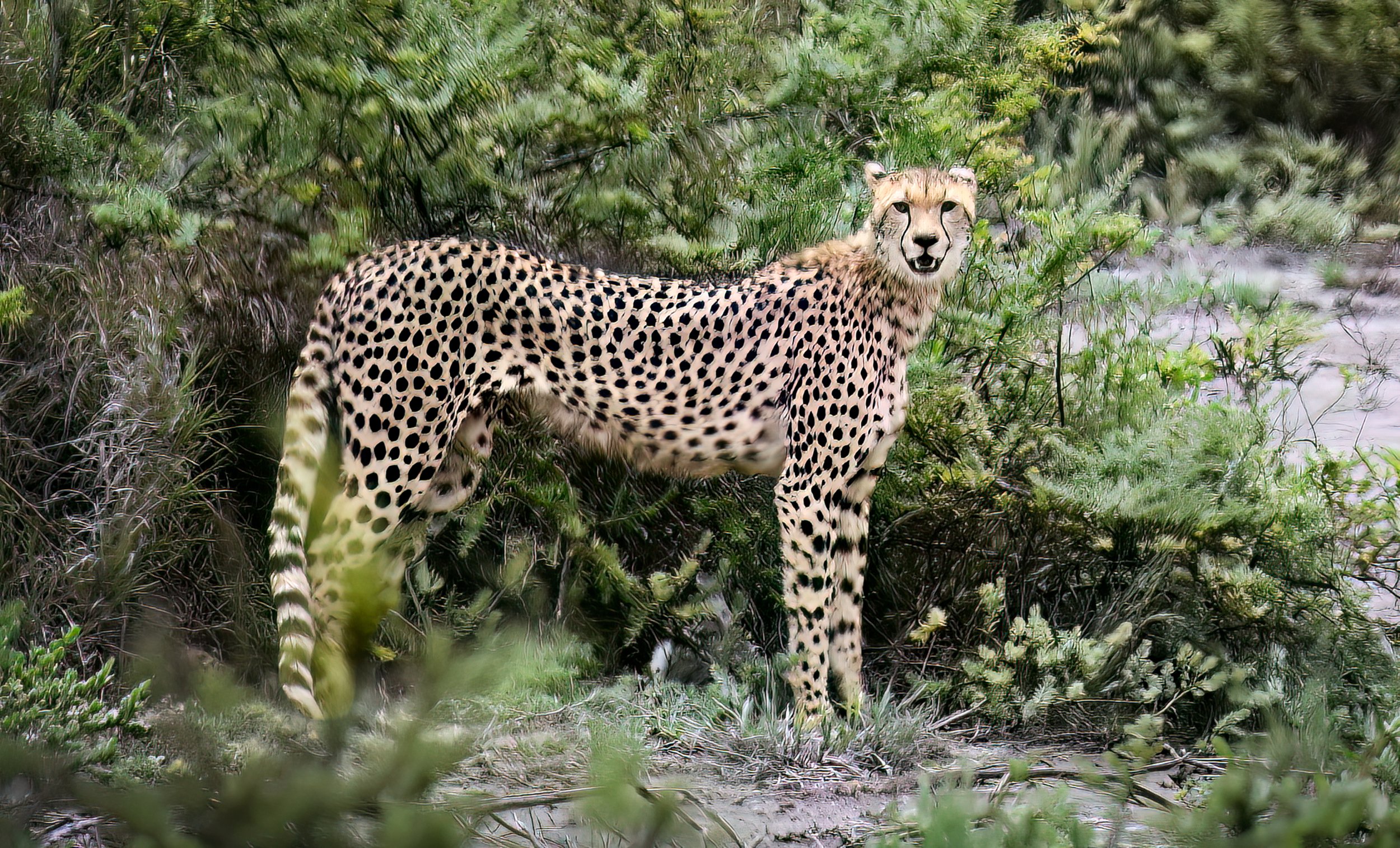 A young Cheetah