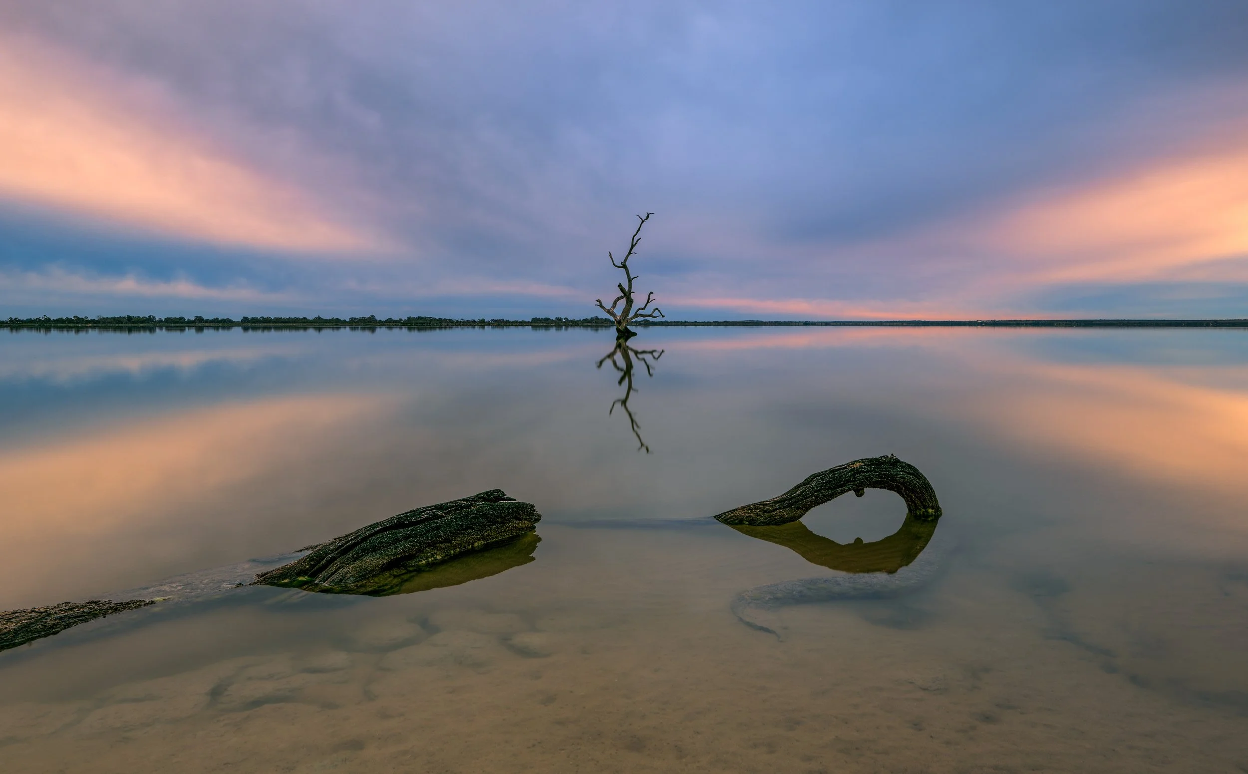 Lone tree at Lkae Bonney 