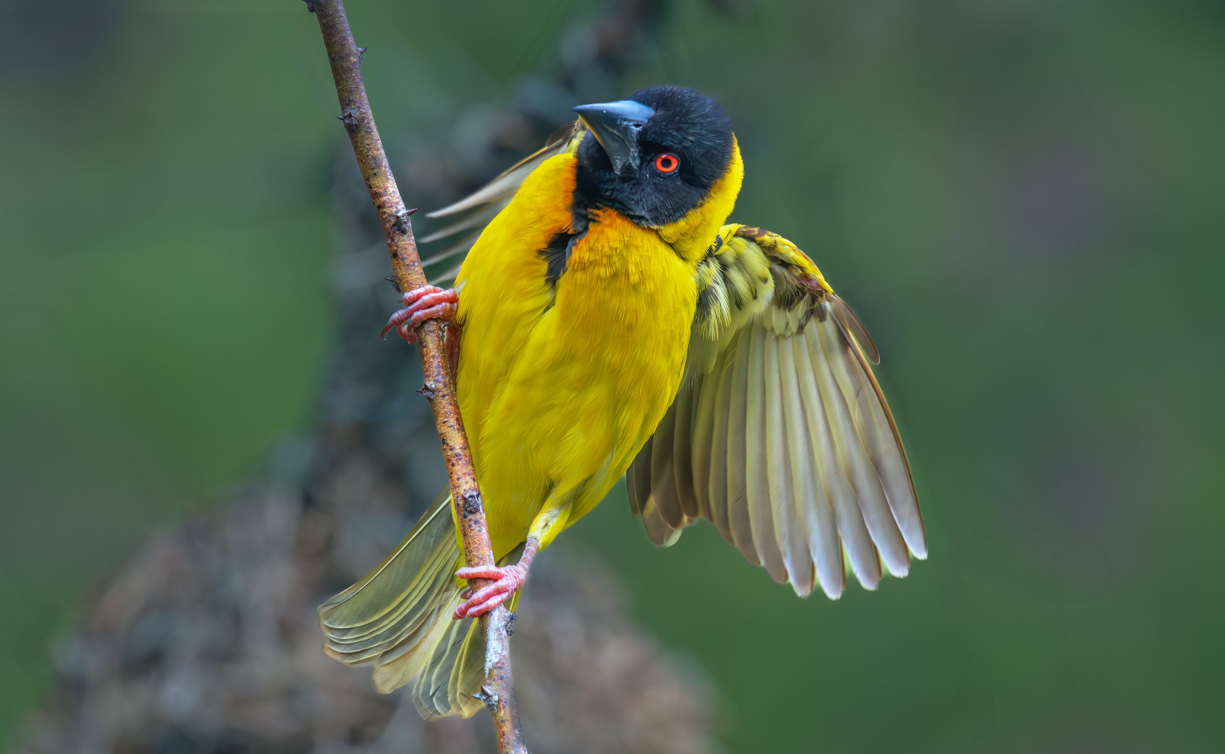 The Weaver bird Kenya 