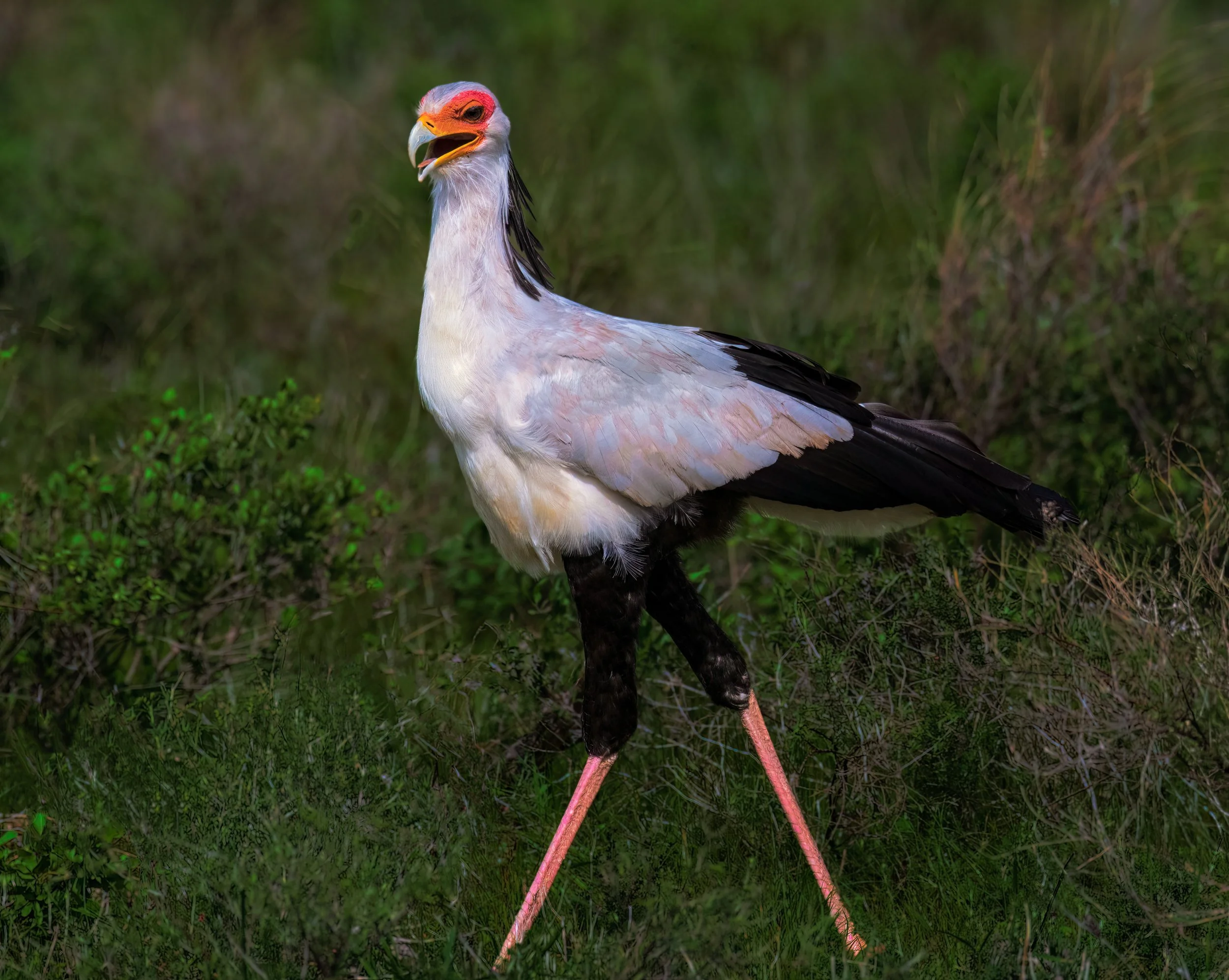 The Sercertary Bird Kenya