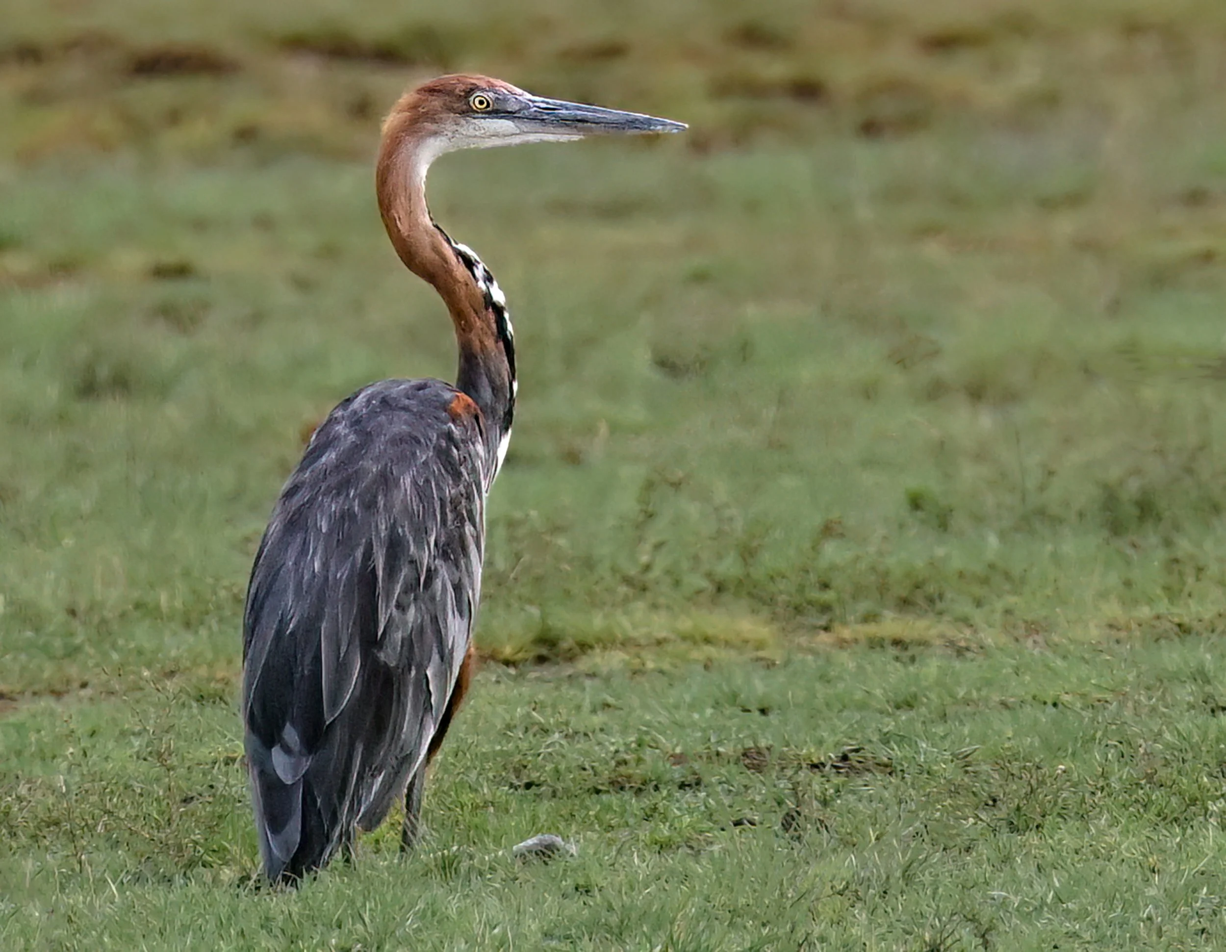 Goliath Heron Kenya