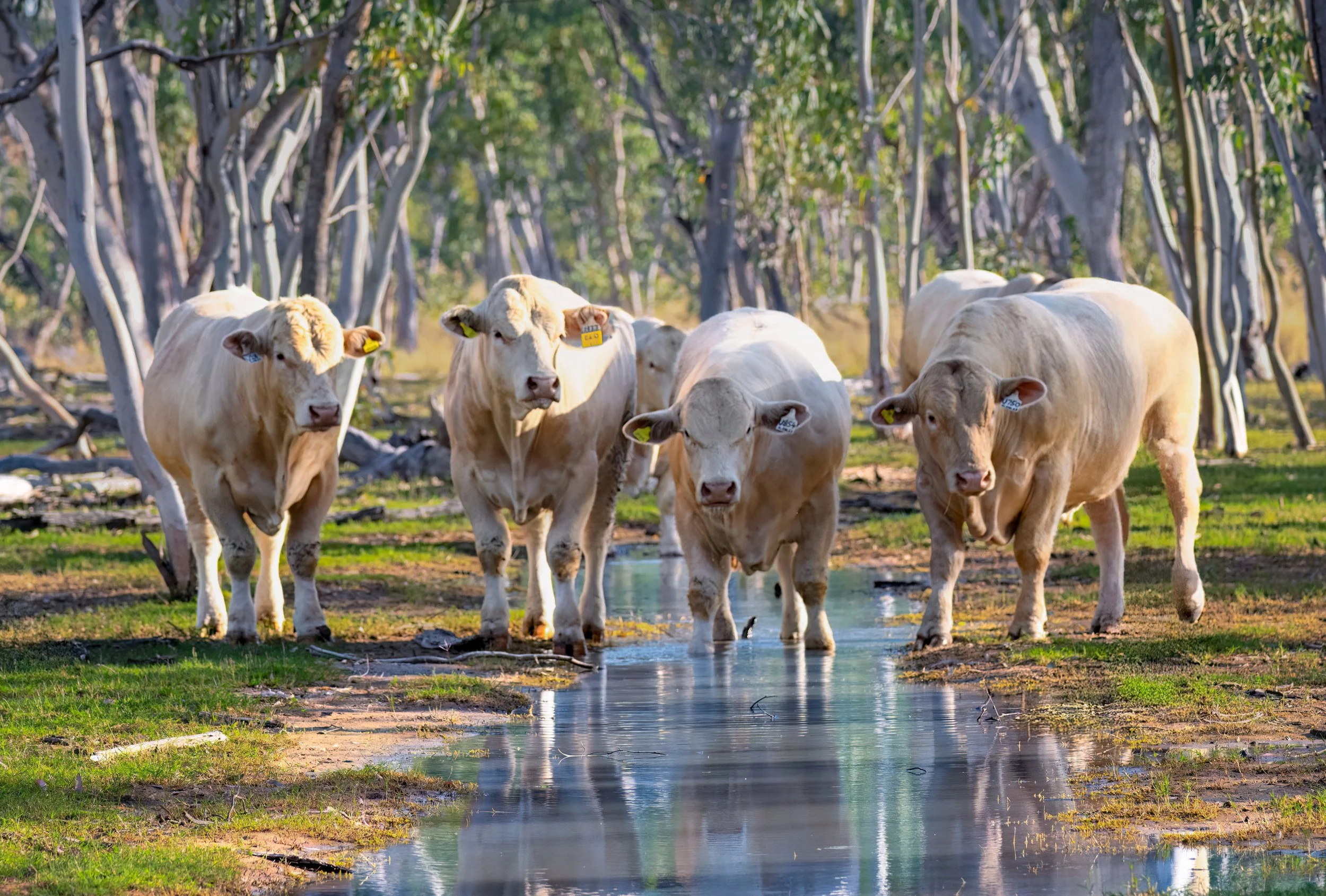 DSC_2475.jpg Charolais cattle Lara wetlands sept %2225.jpg