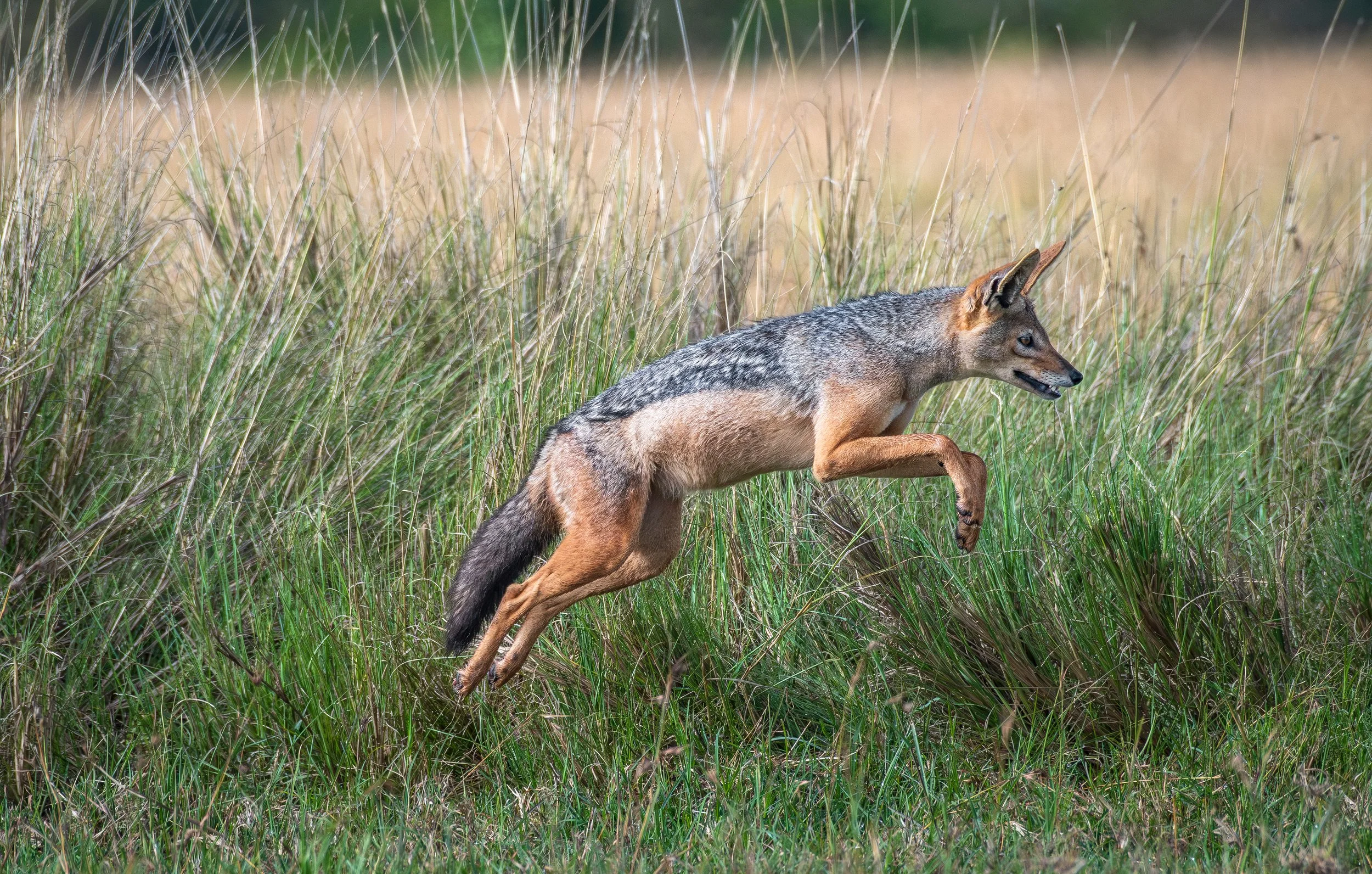 Black Backed Jackal