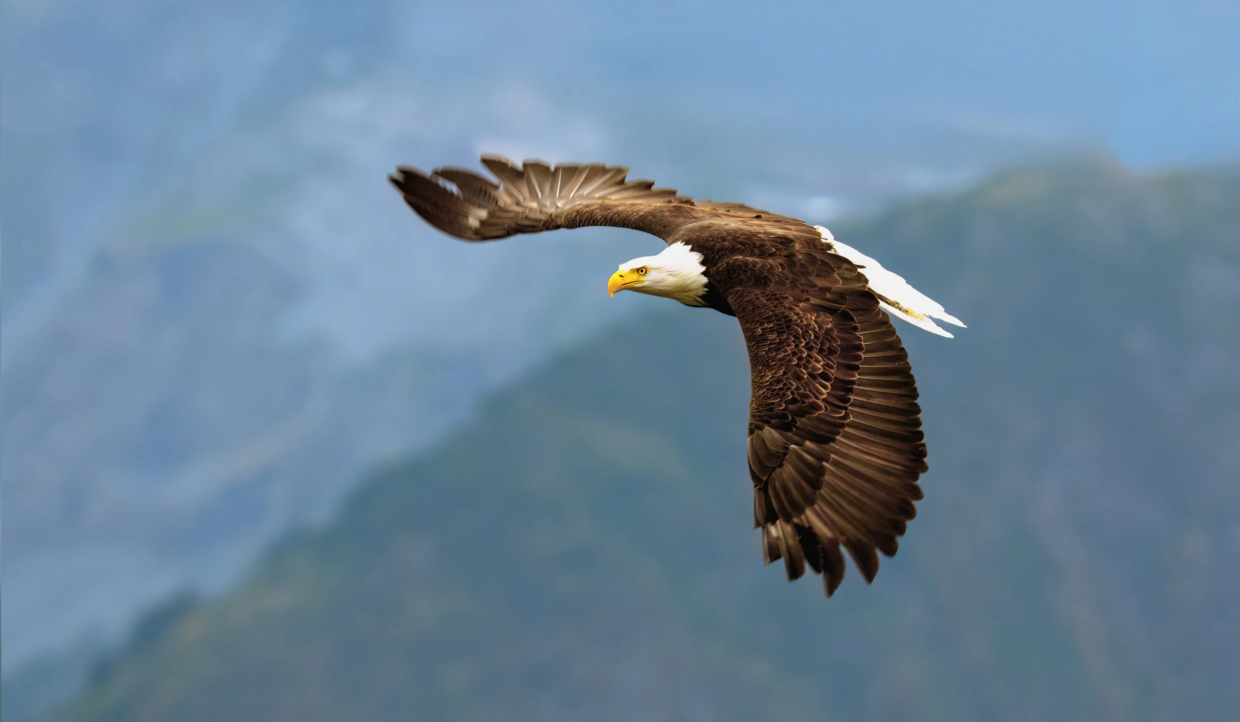 DSC_5958-2.jpg Bald Eagle Alaska.jpg