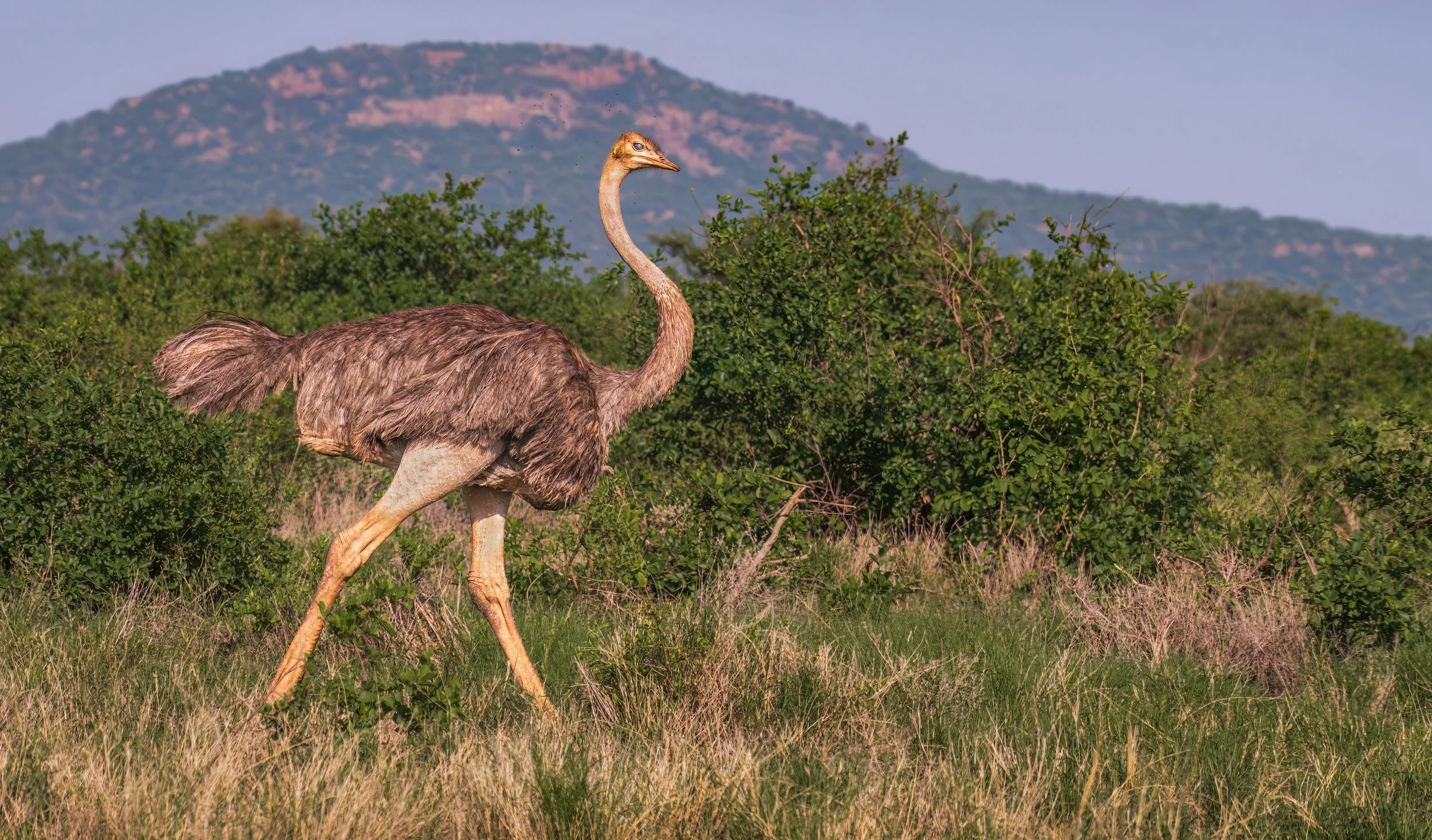 Kenya - Ostrich