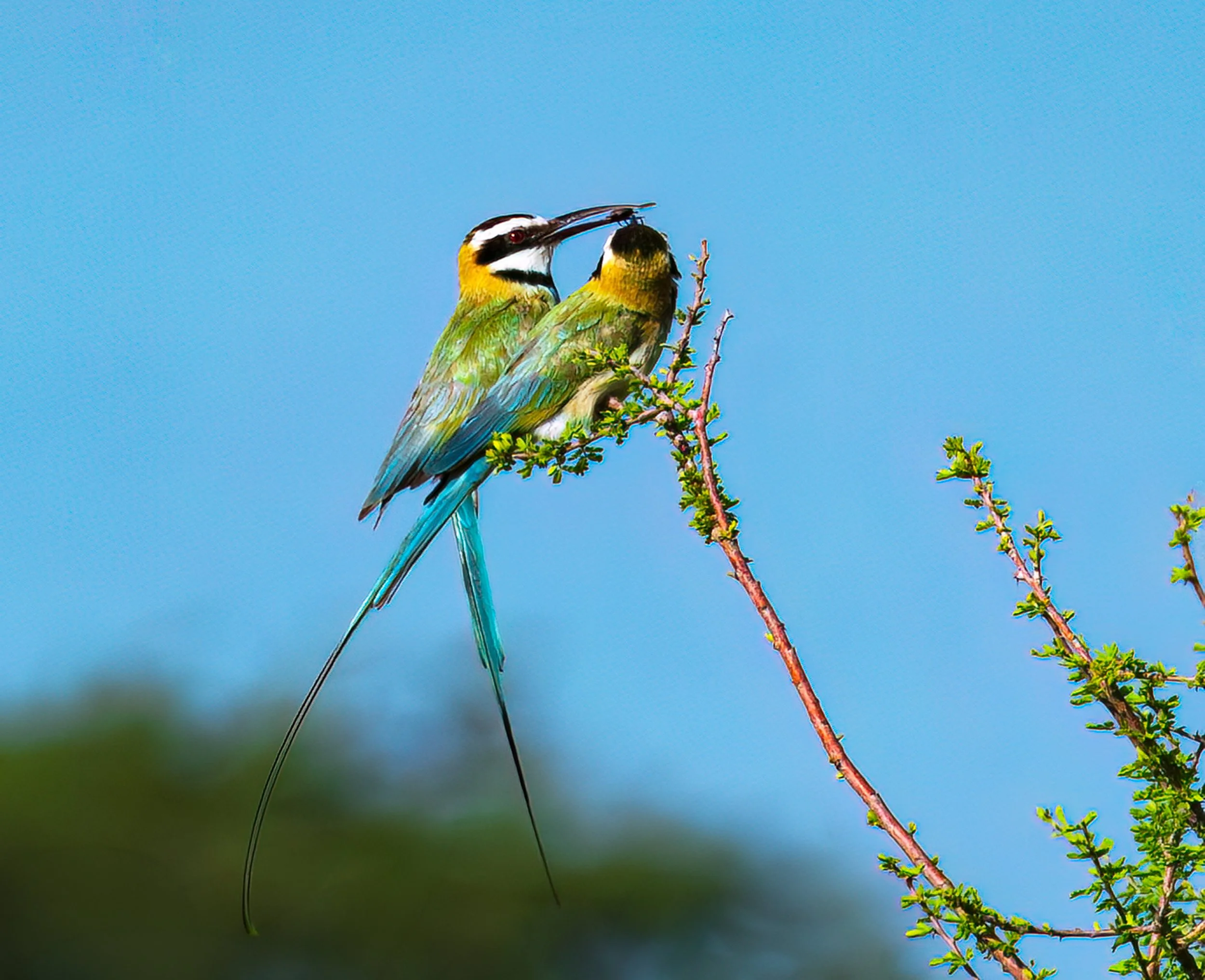 White Throated Bee Eaters