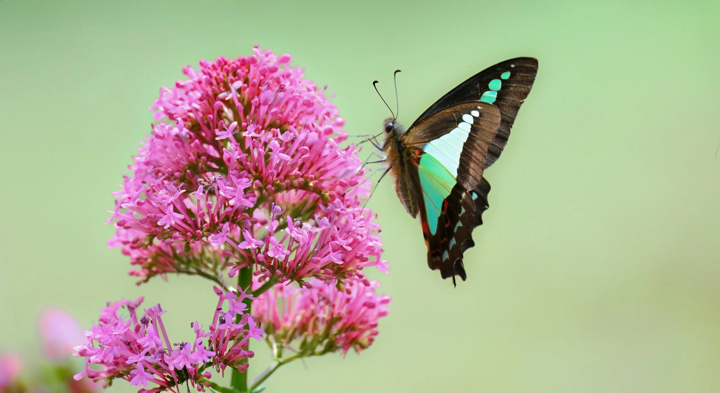 DSC_3997.jpg. butterfly at comboyne sept 24.jpg
