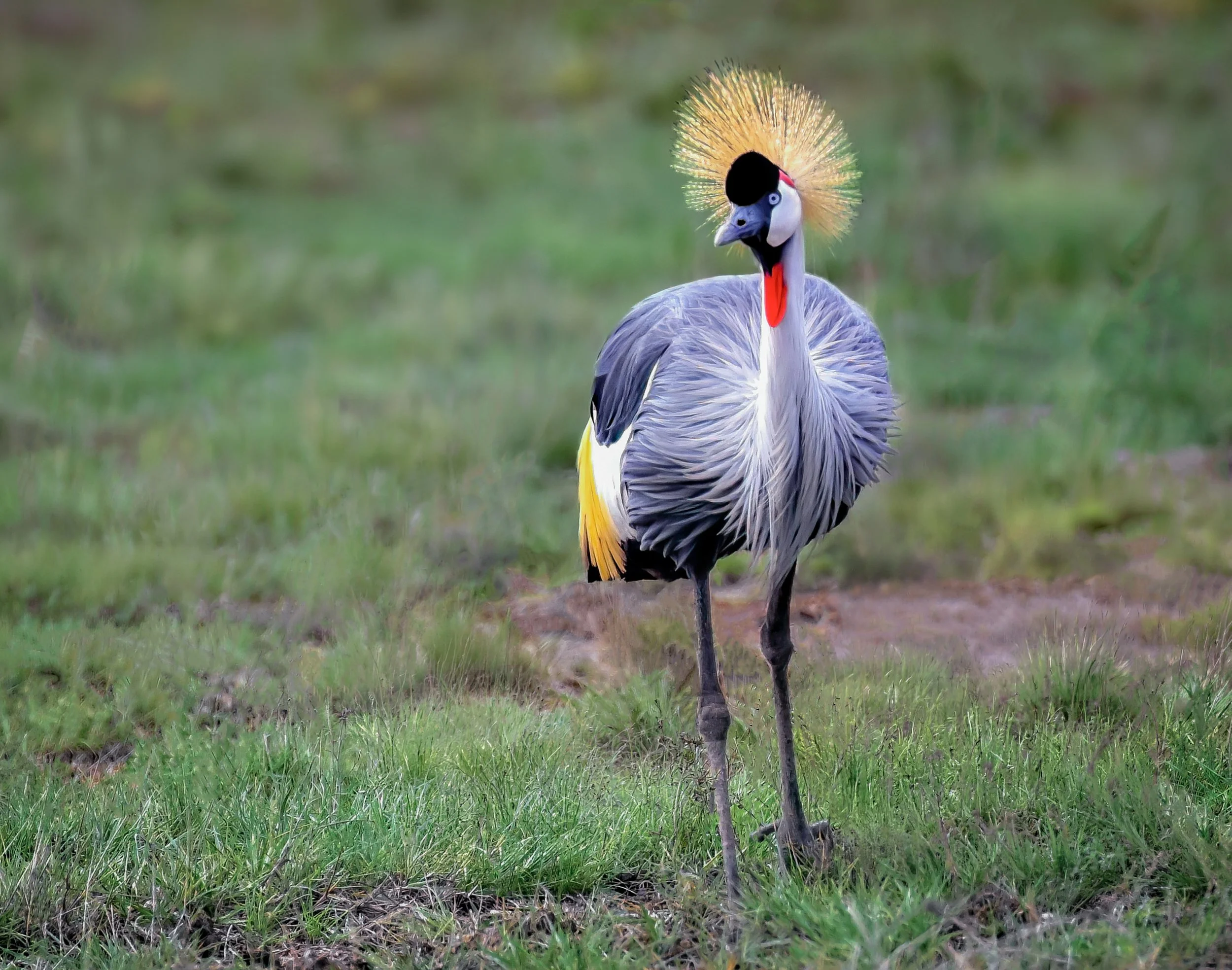 The Grey Crowned Crane