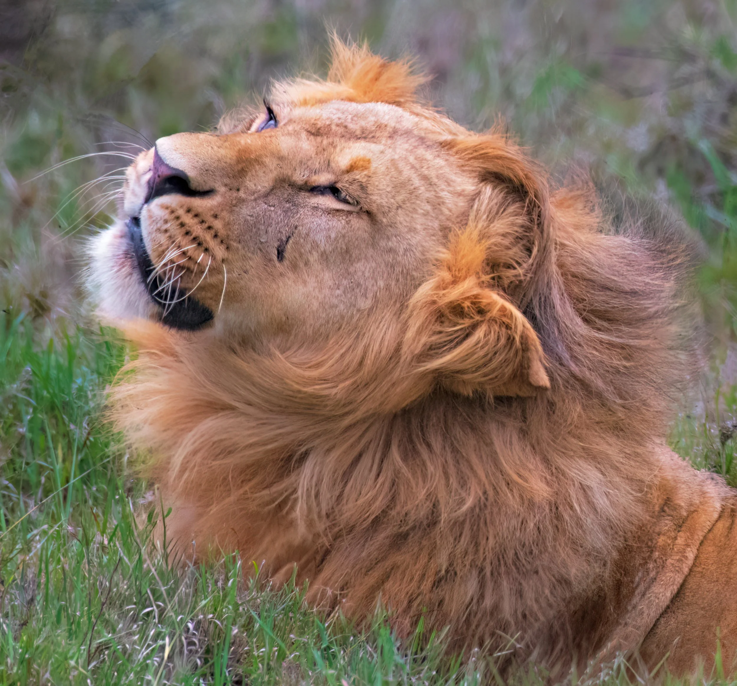 Close up a the lions head