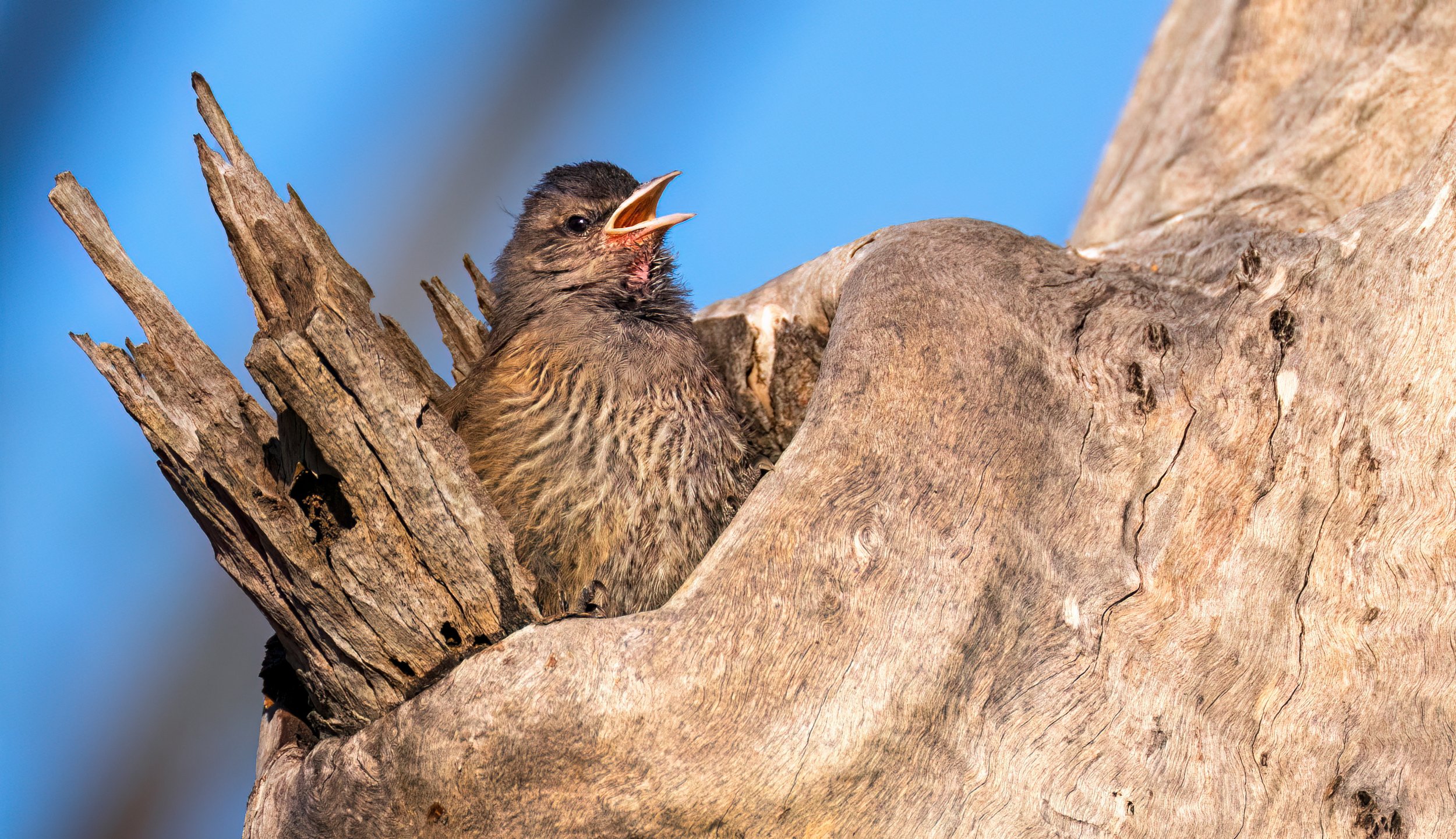 DSC_3166.jpg baby bird tree climber sept 25 lara wetlands.jpg
