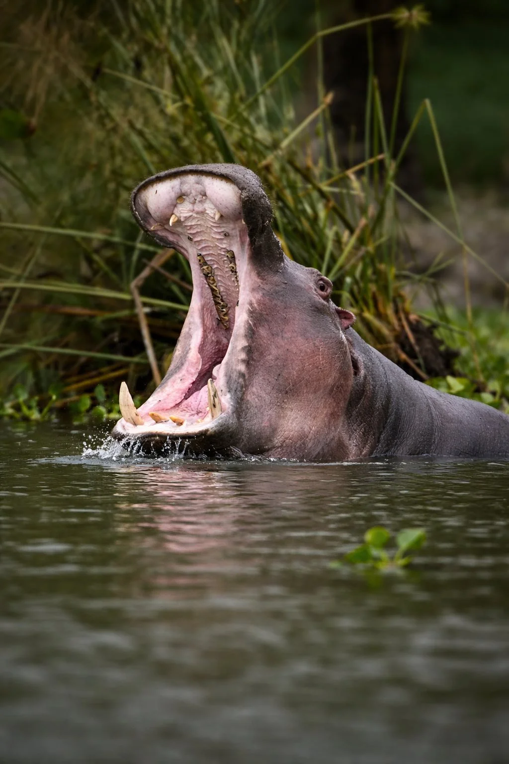 Hippo in Kenya