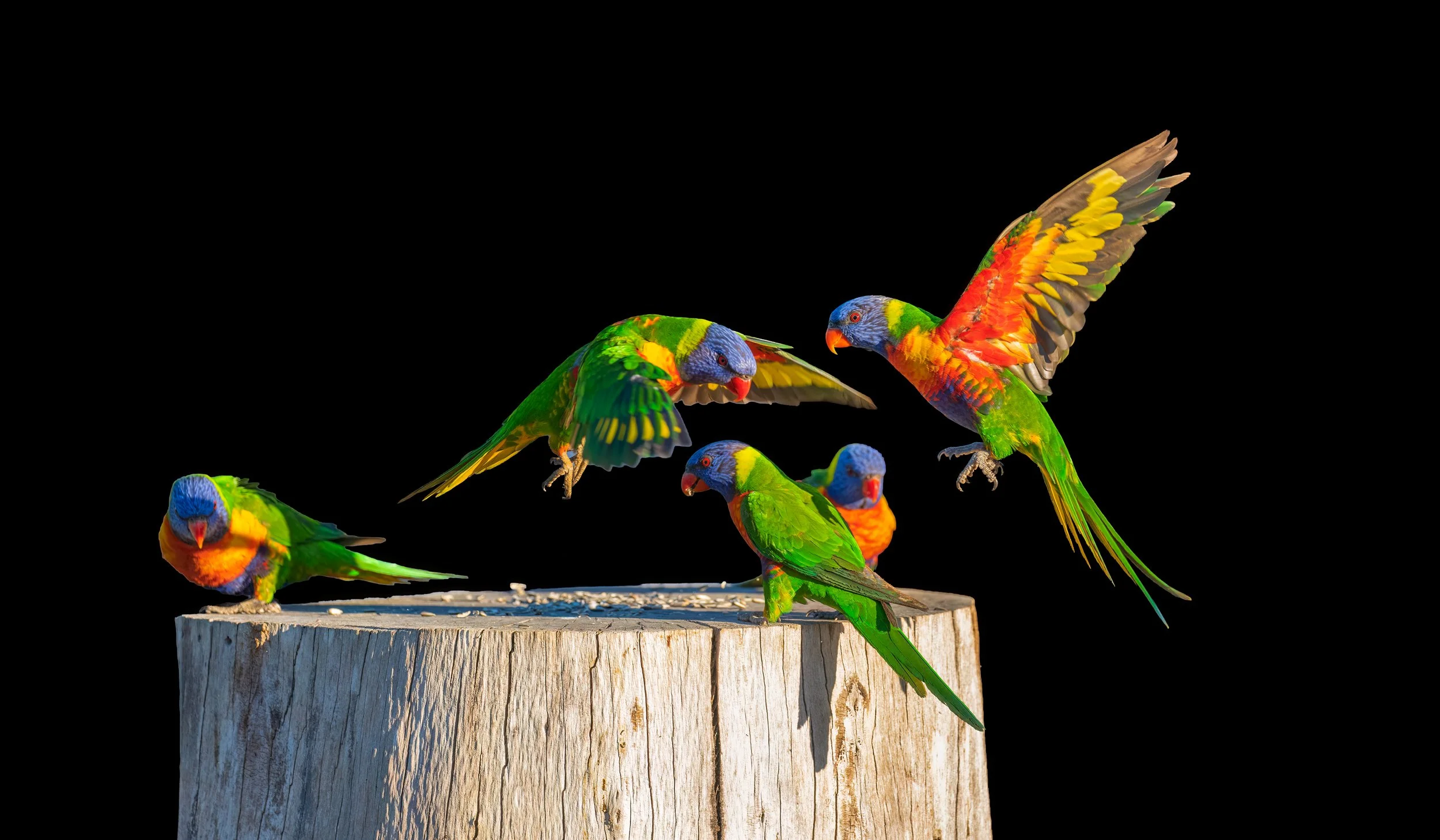 DSC_5885.jpg. birds.jpg