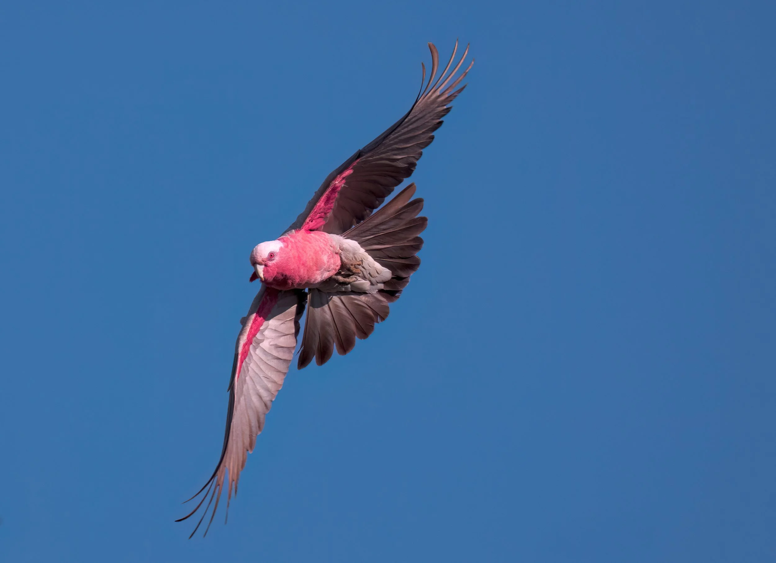 DSC_2532.jpg. galah Lara Wetlands Sept 2025.jpg