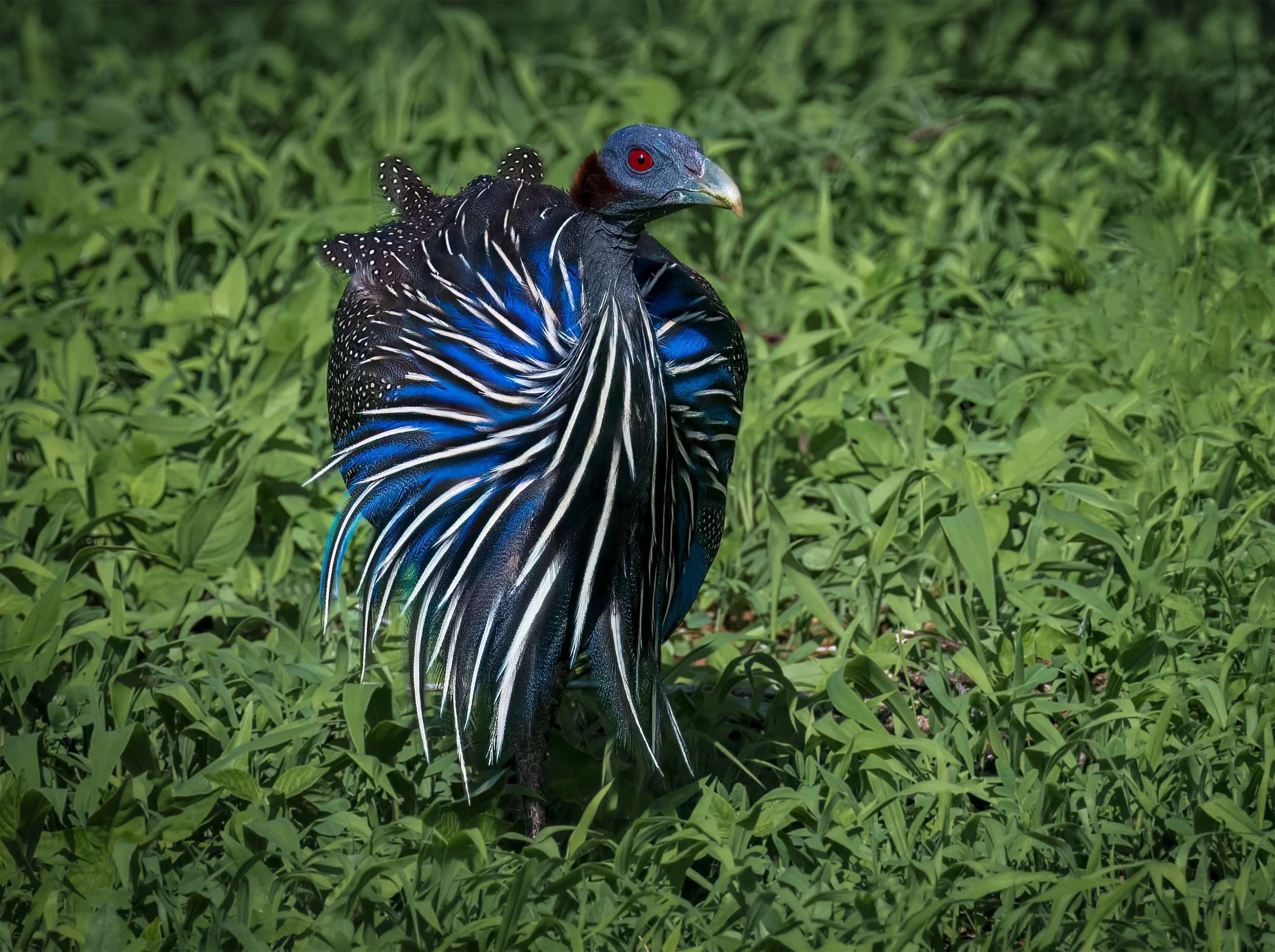 Vulturine Gunea fowl Kenya