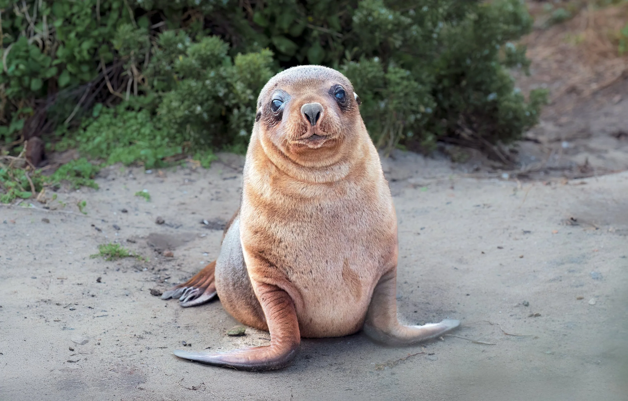 DSC_0825.jpg sea lion pup Aug 2025.jpg